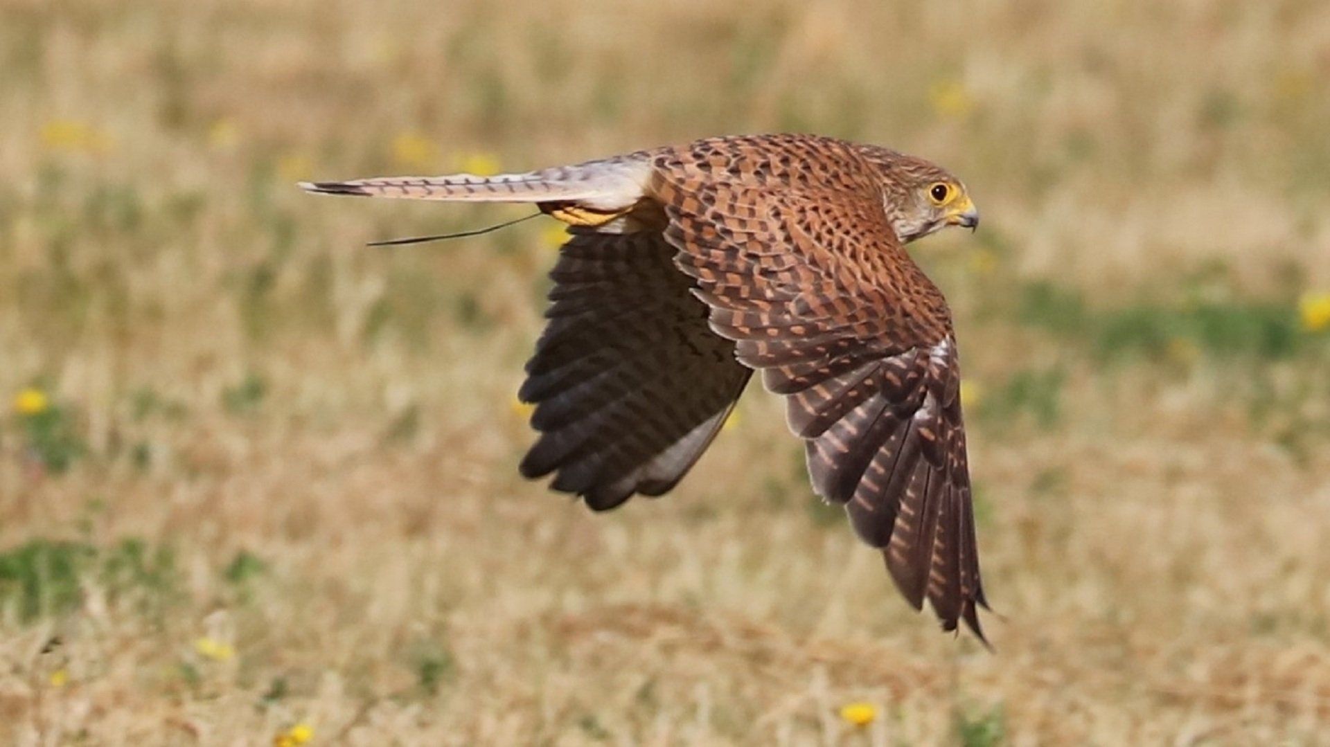 Redwing