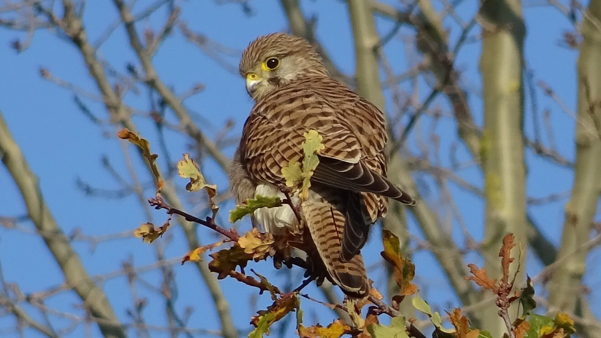 Redwing