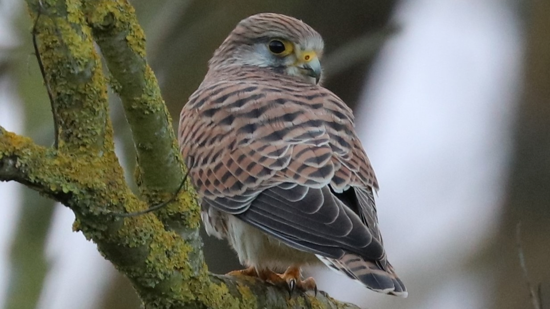 Redwing