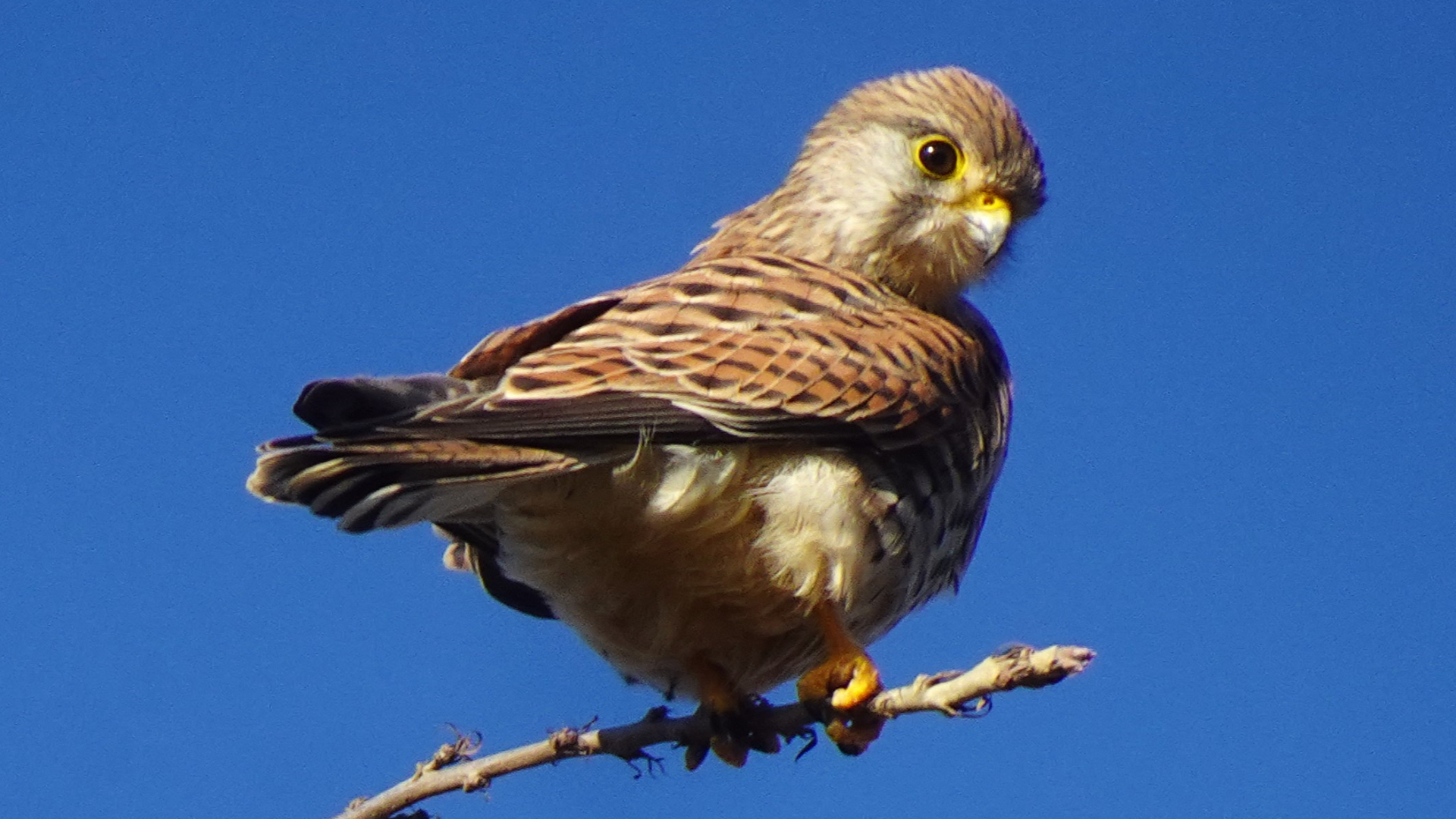 Redwing