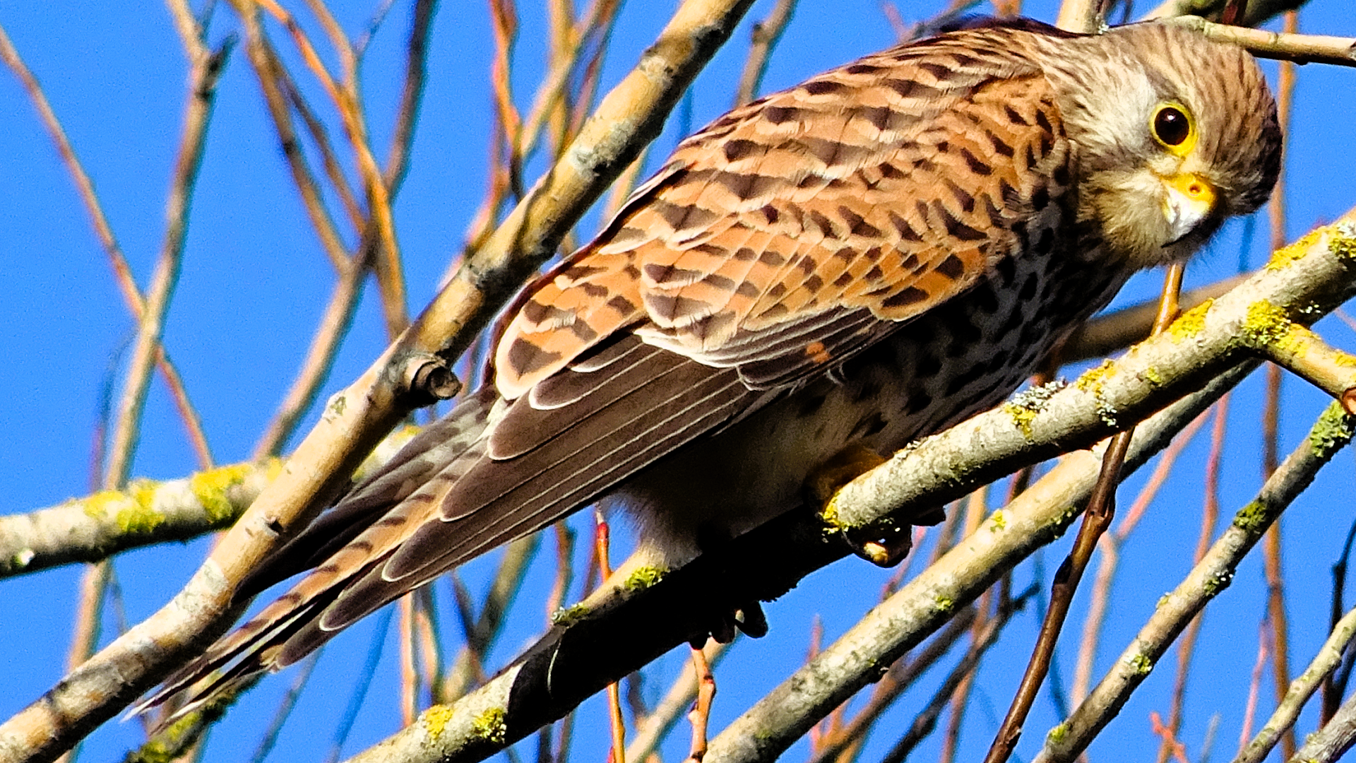 Redwing