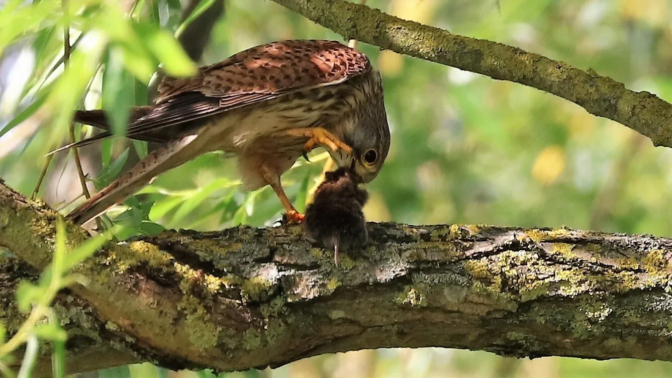 Redwing