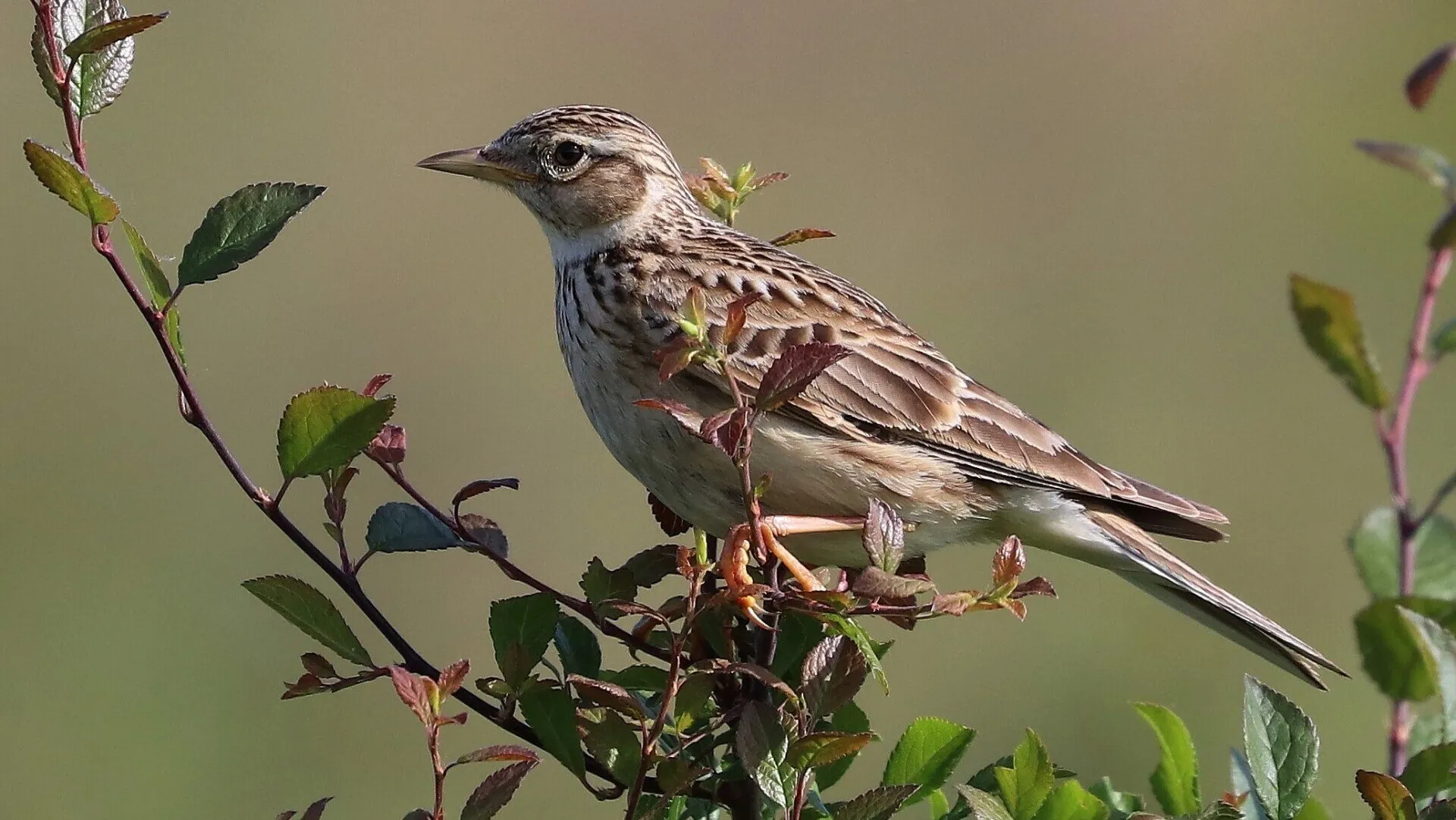 Redwing