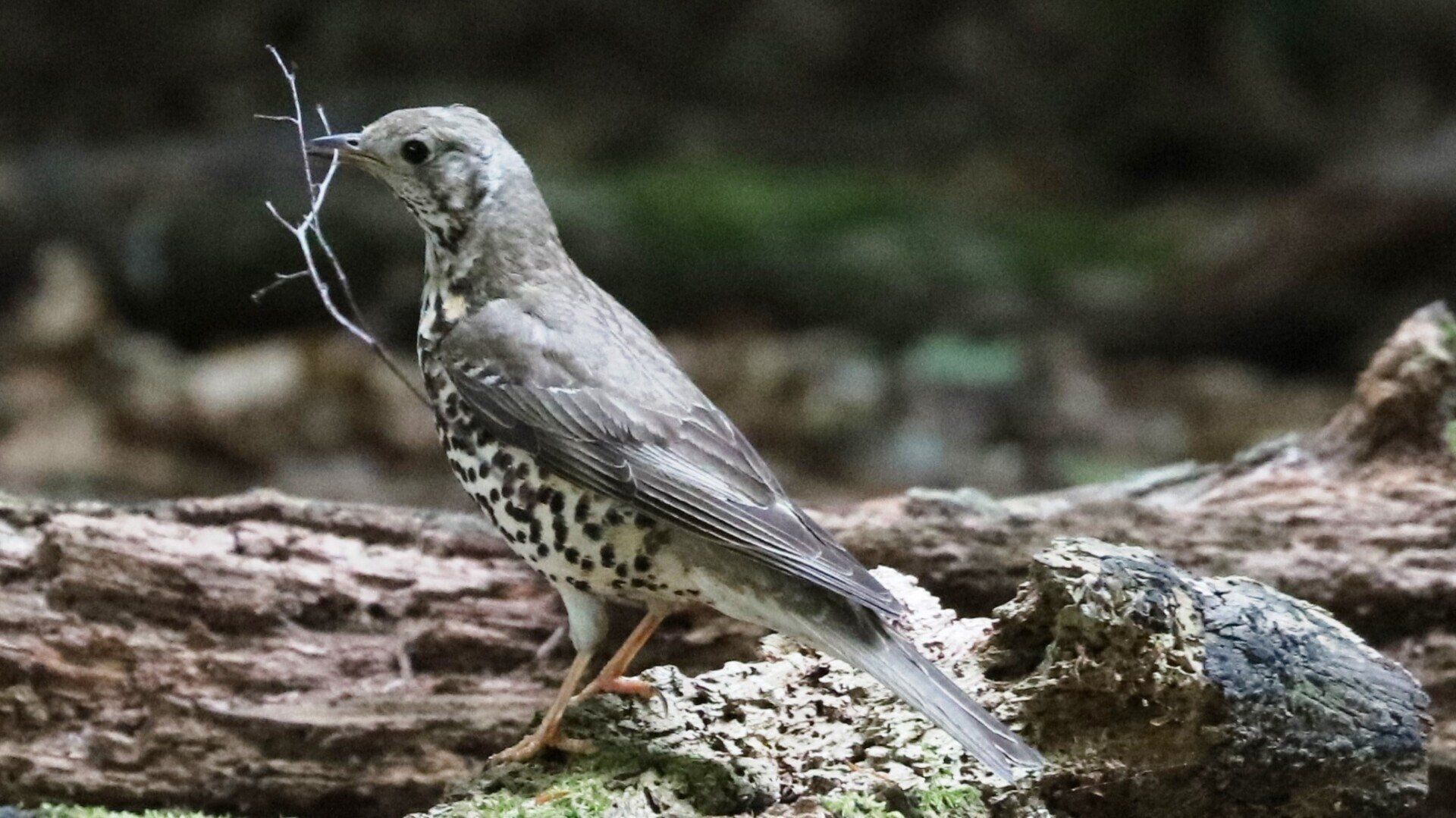 Redwing