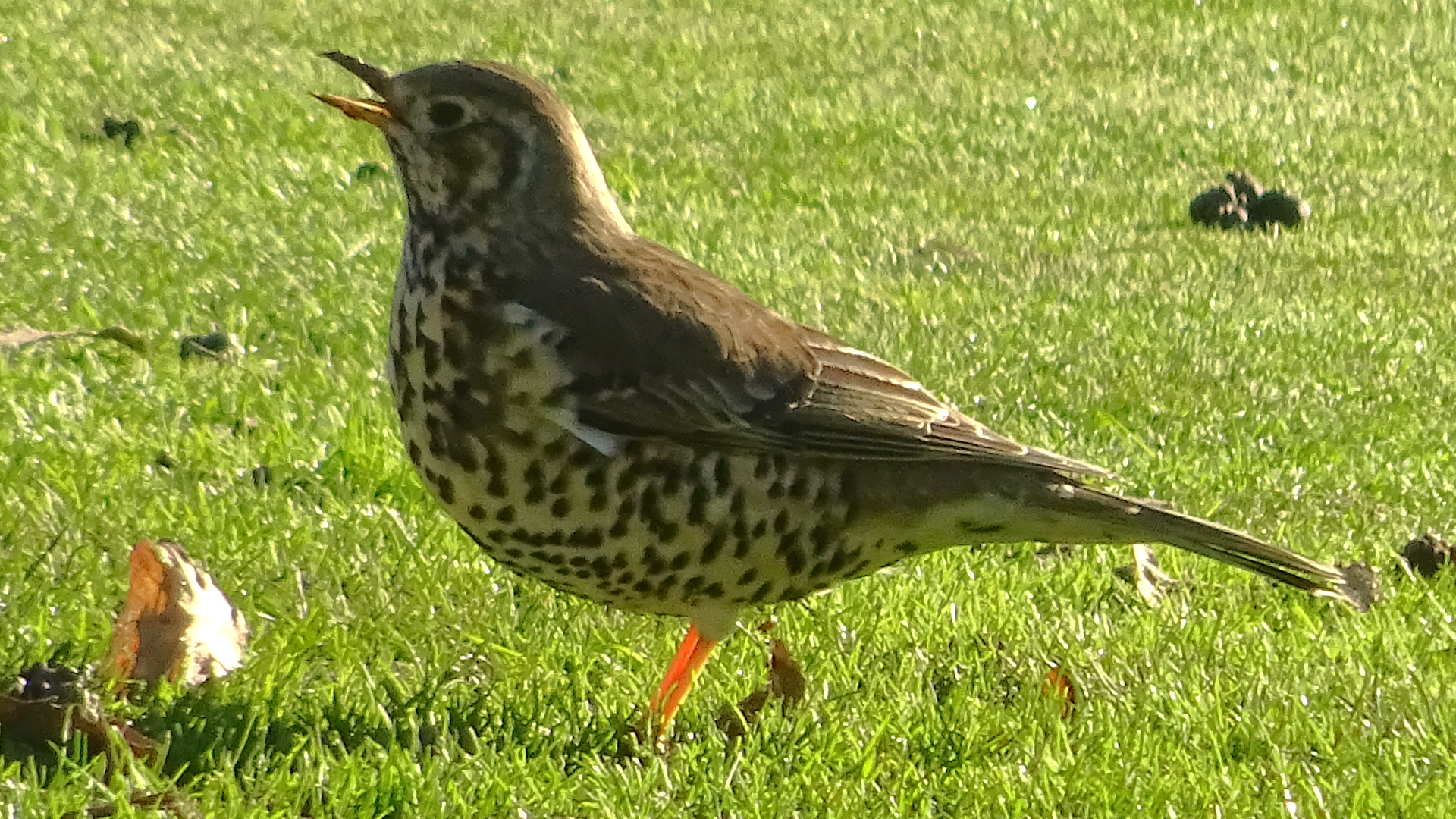Redwing