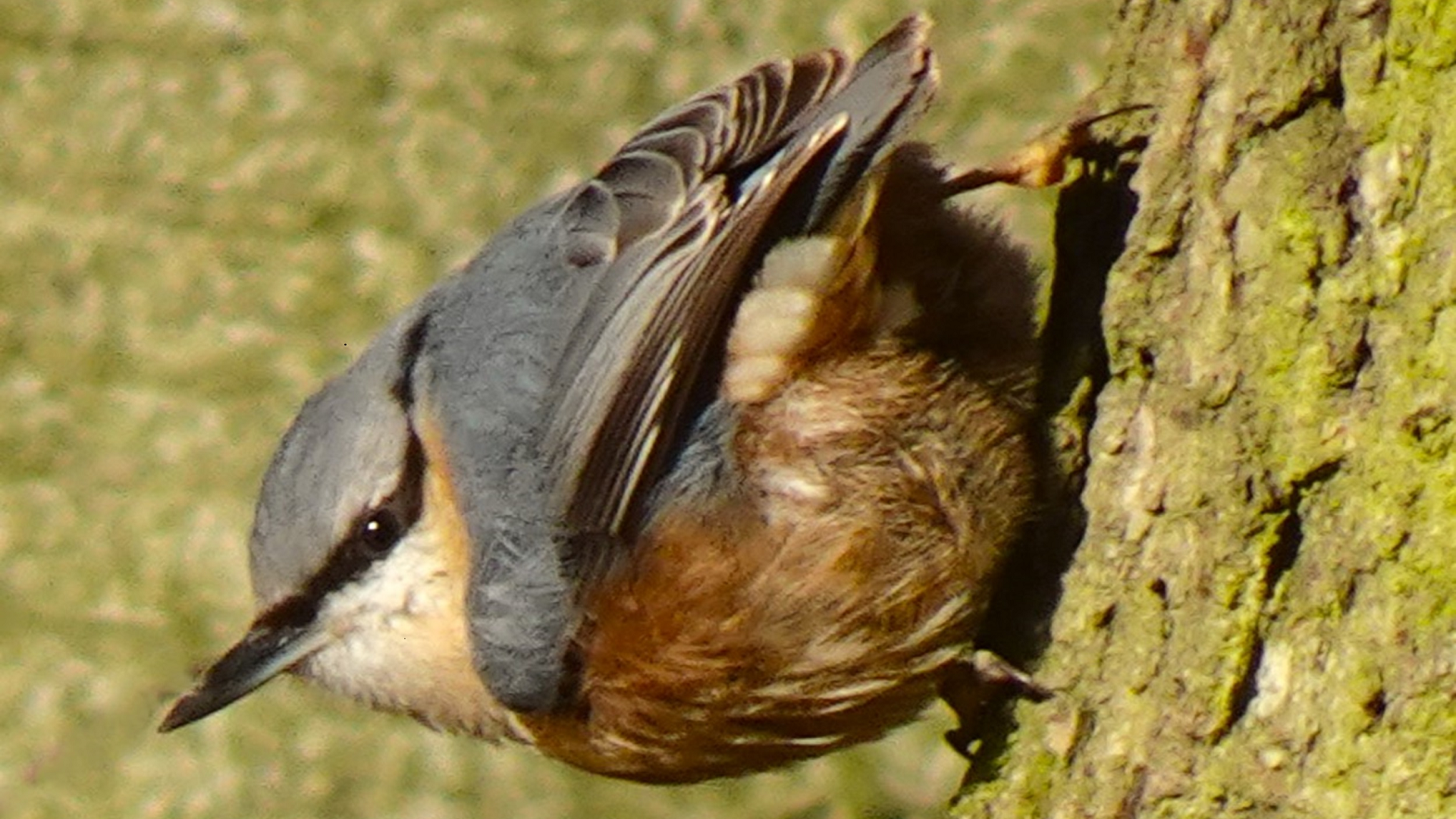 Redwing
