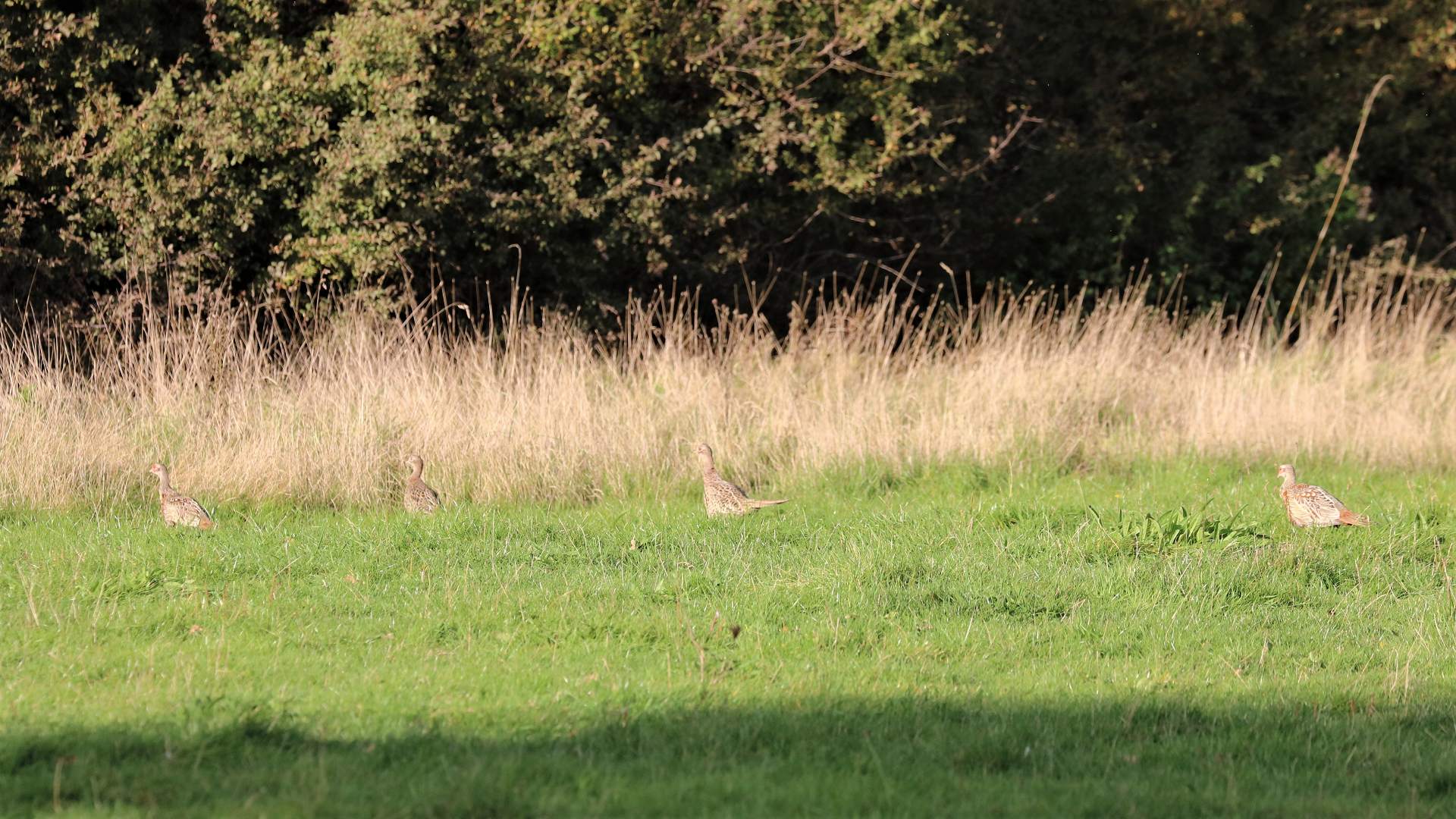 Redwing