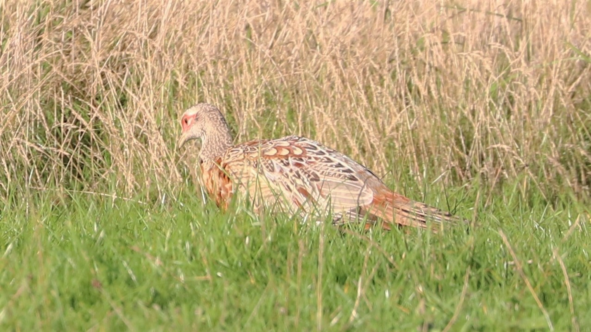 Redwing