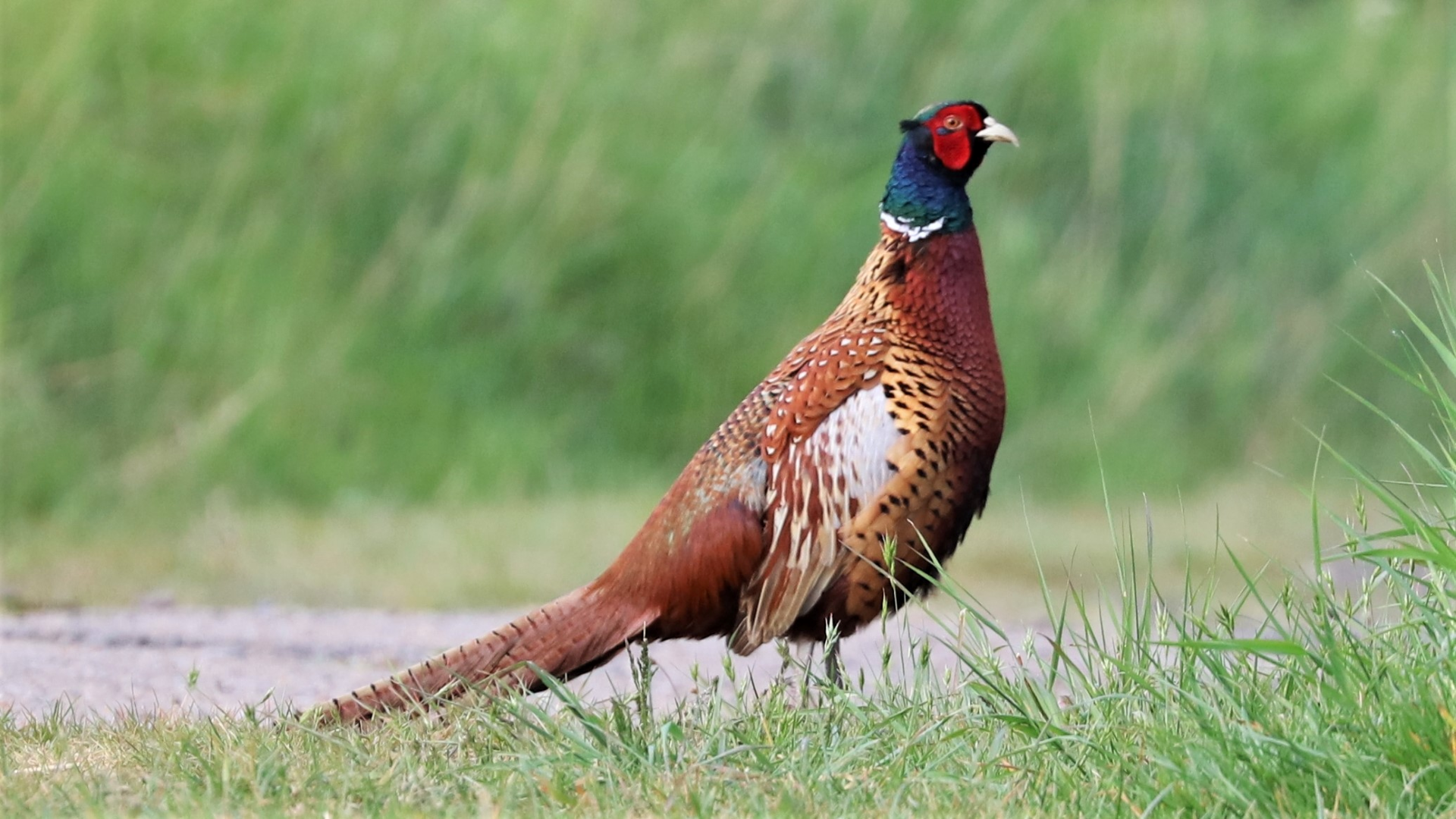 Redwing