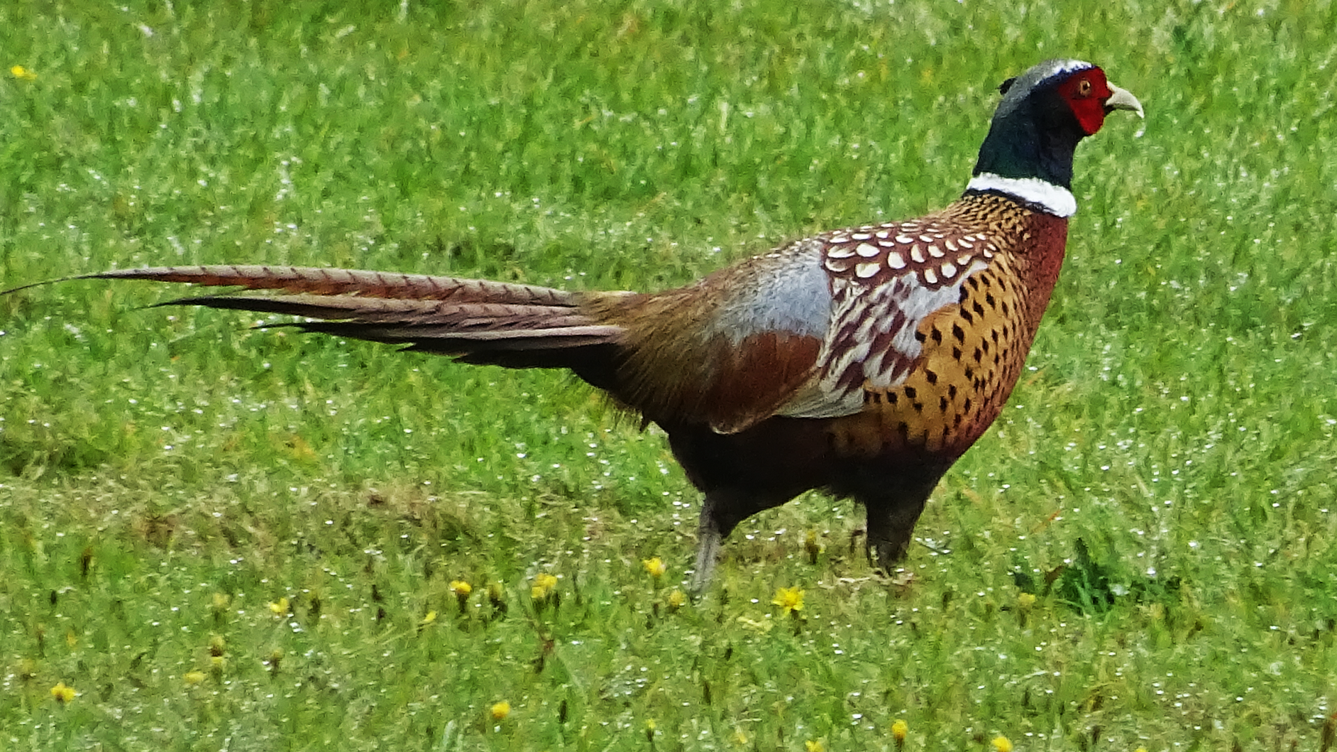 Redwing