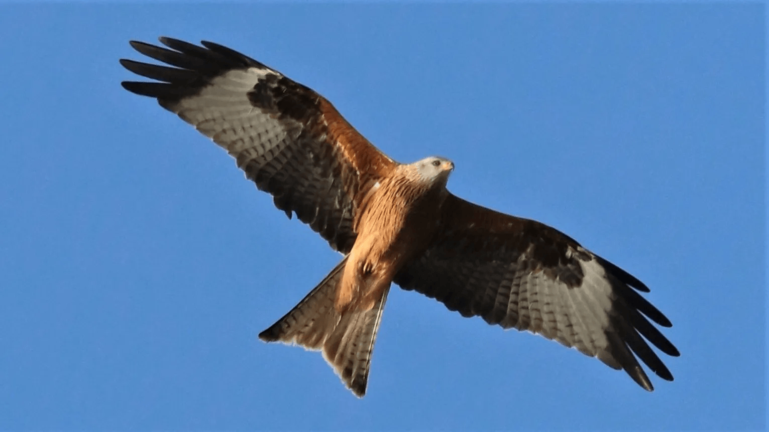 Redwing