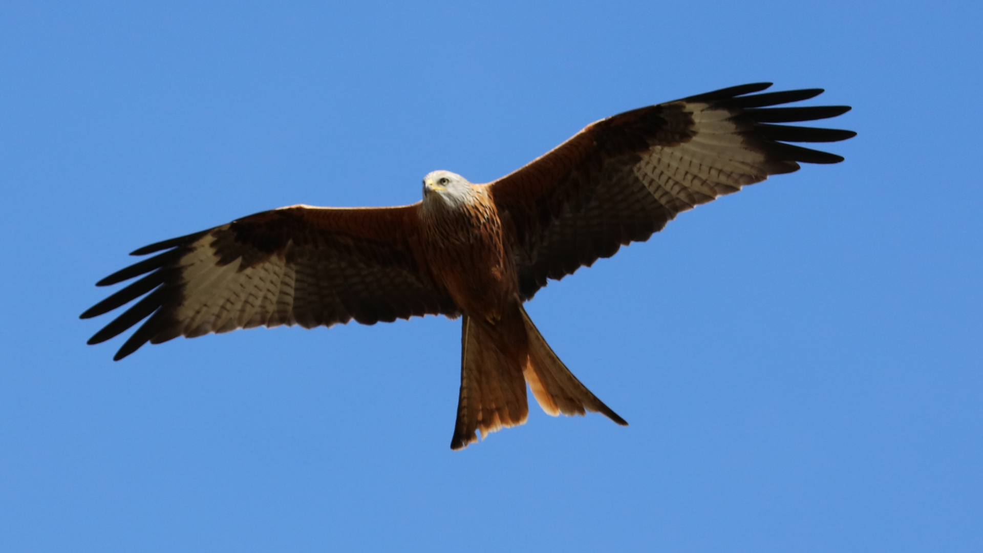 Redwing