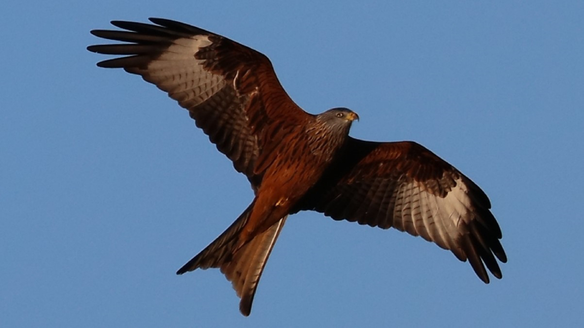 Redwing