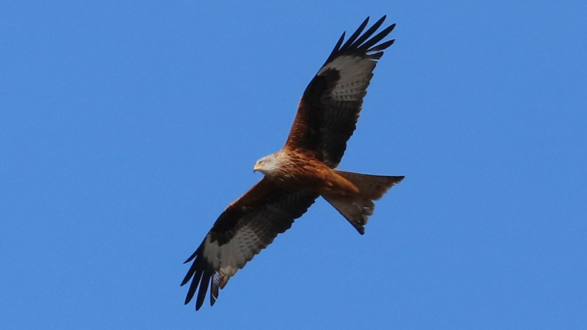 Redwing