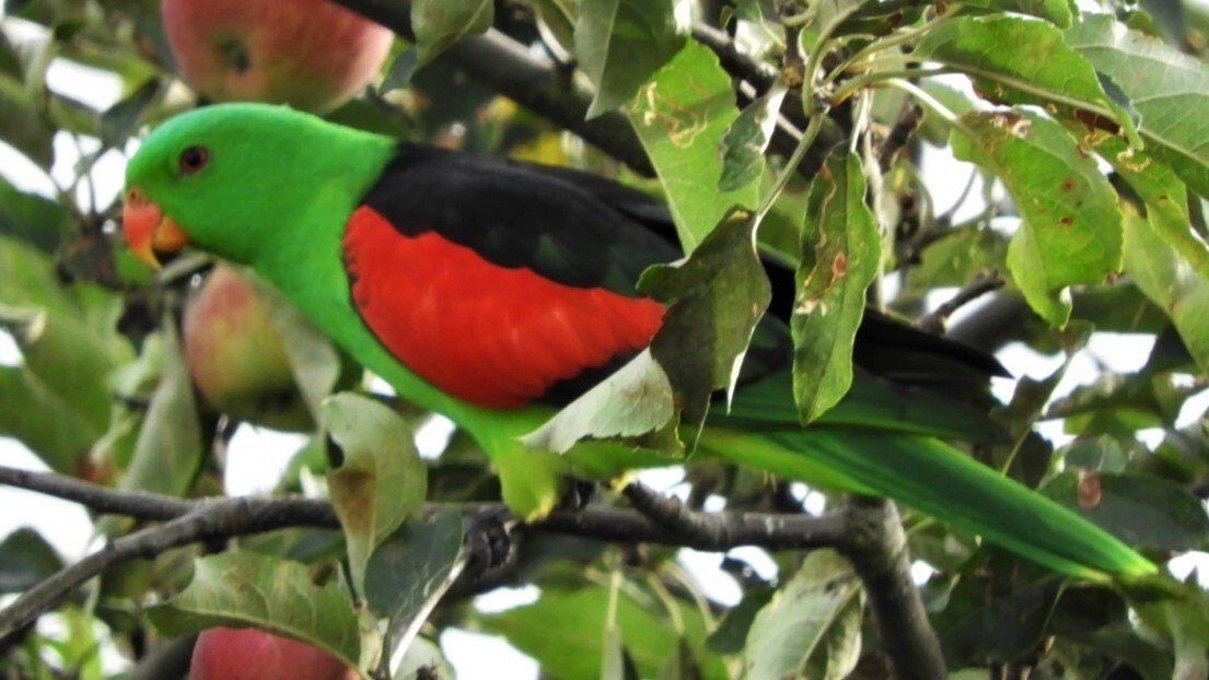 Redwing