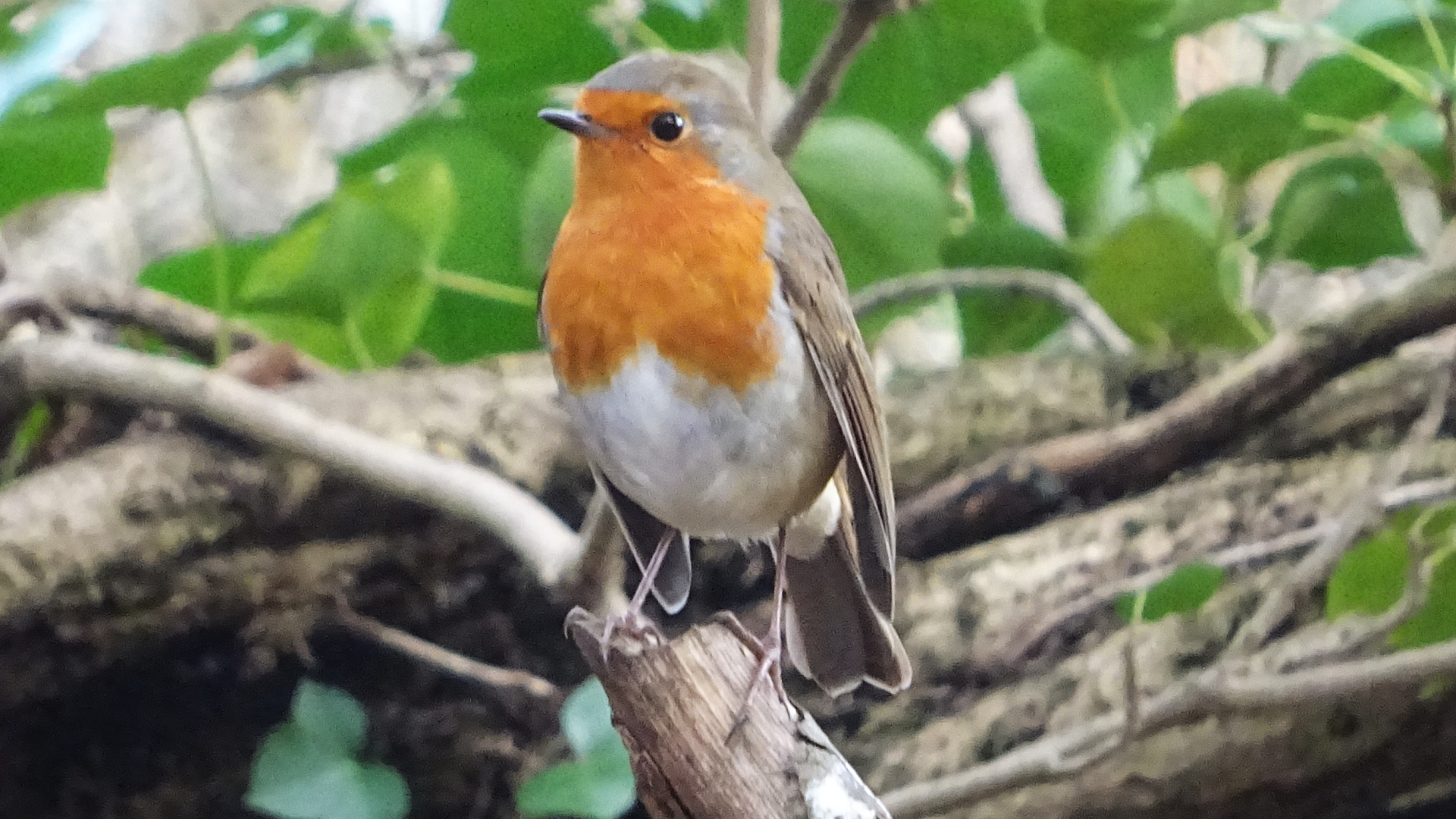 Redwing