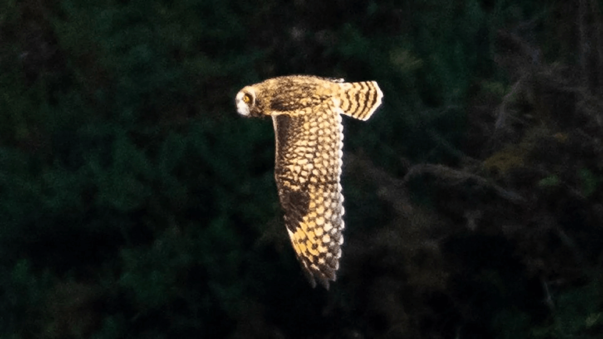 Redwing