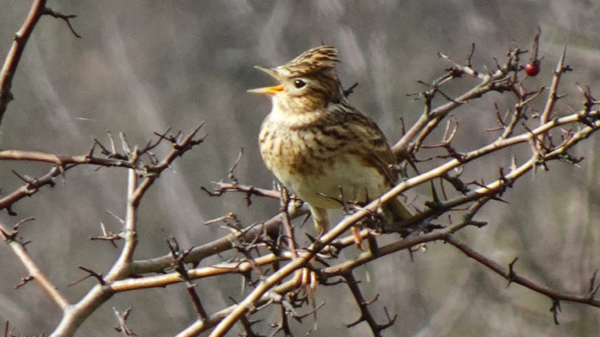 Redwing