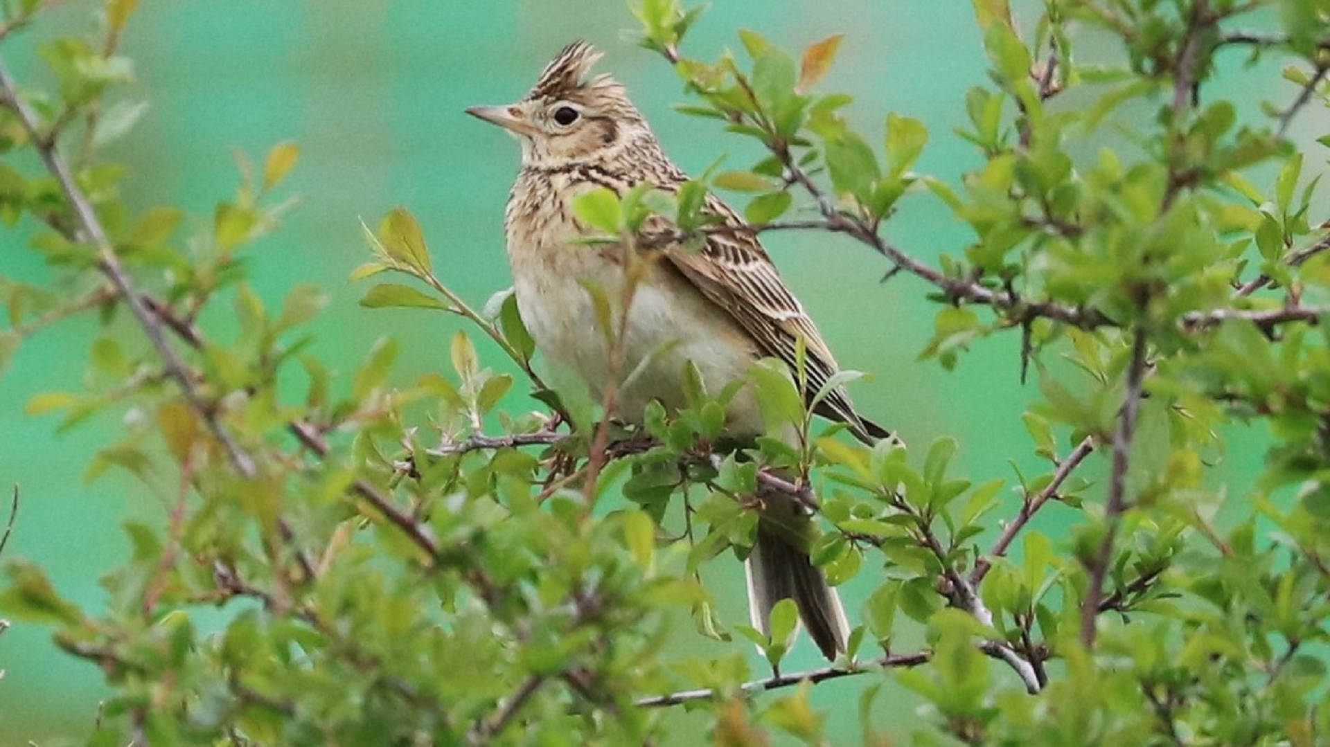 Redwing