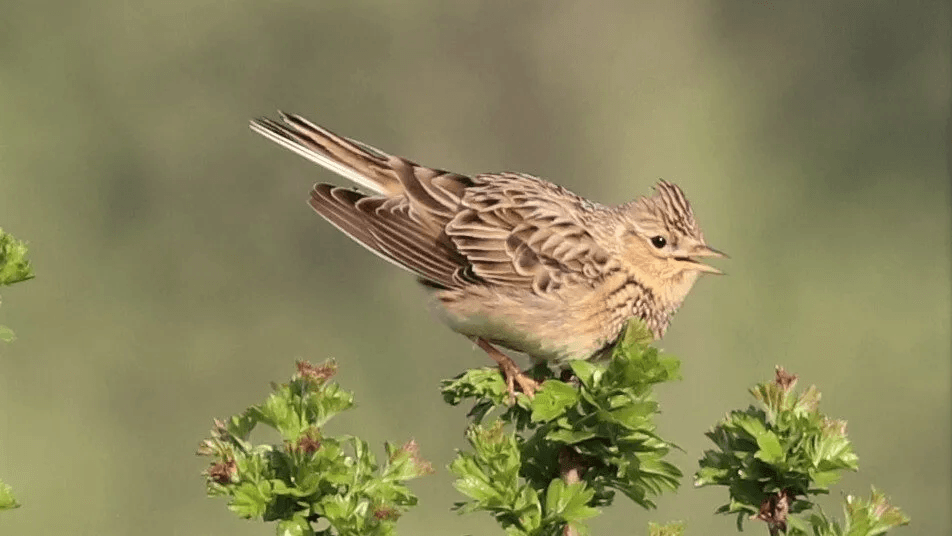 Redwing