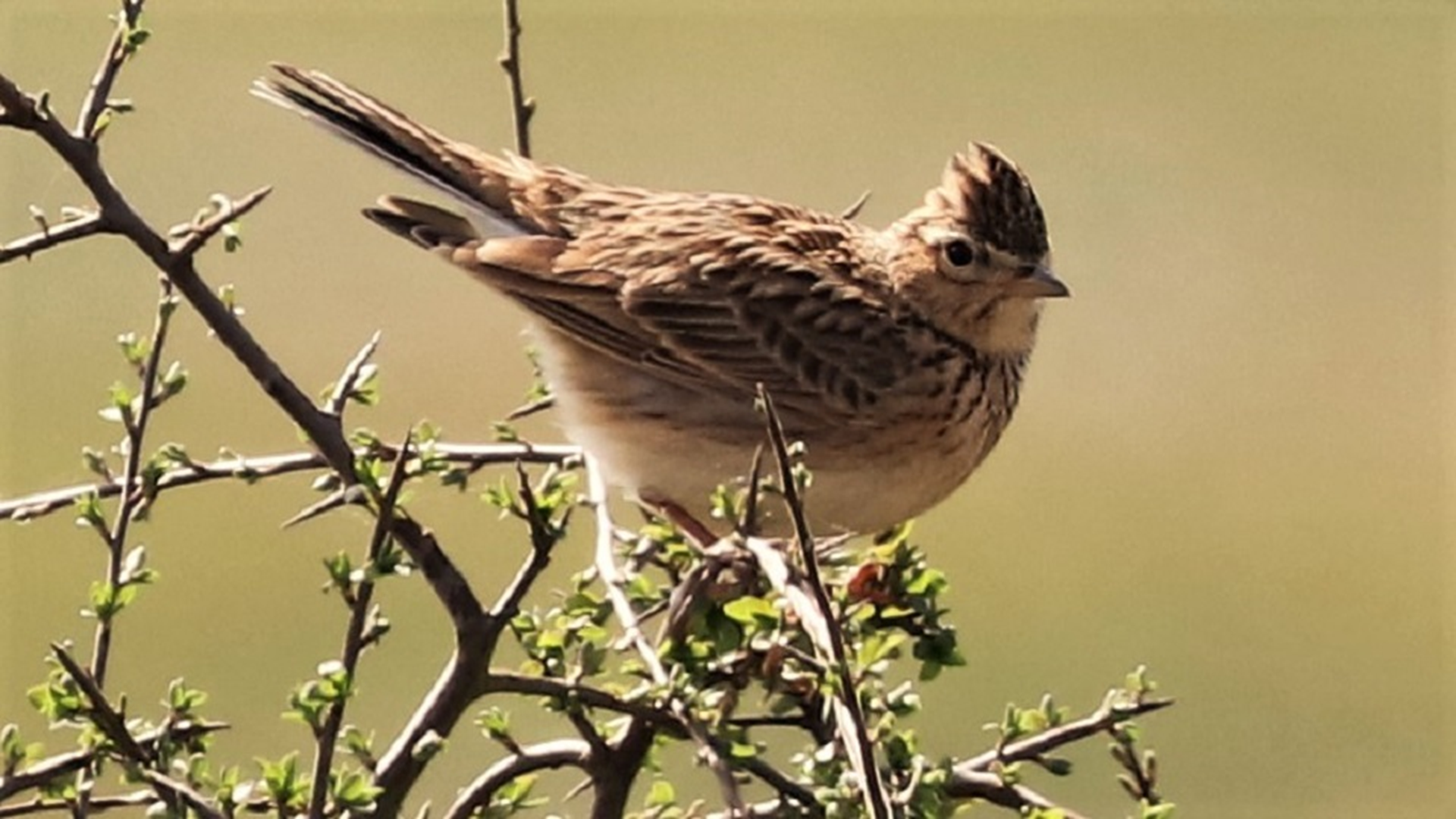 Redwing