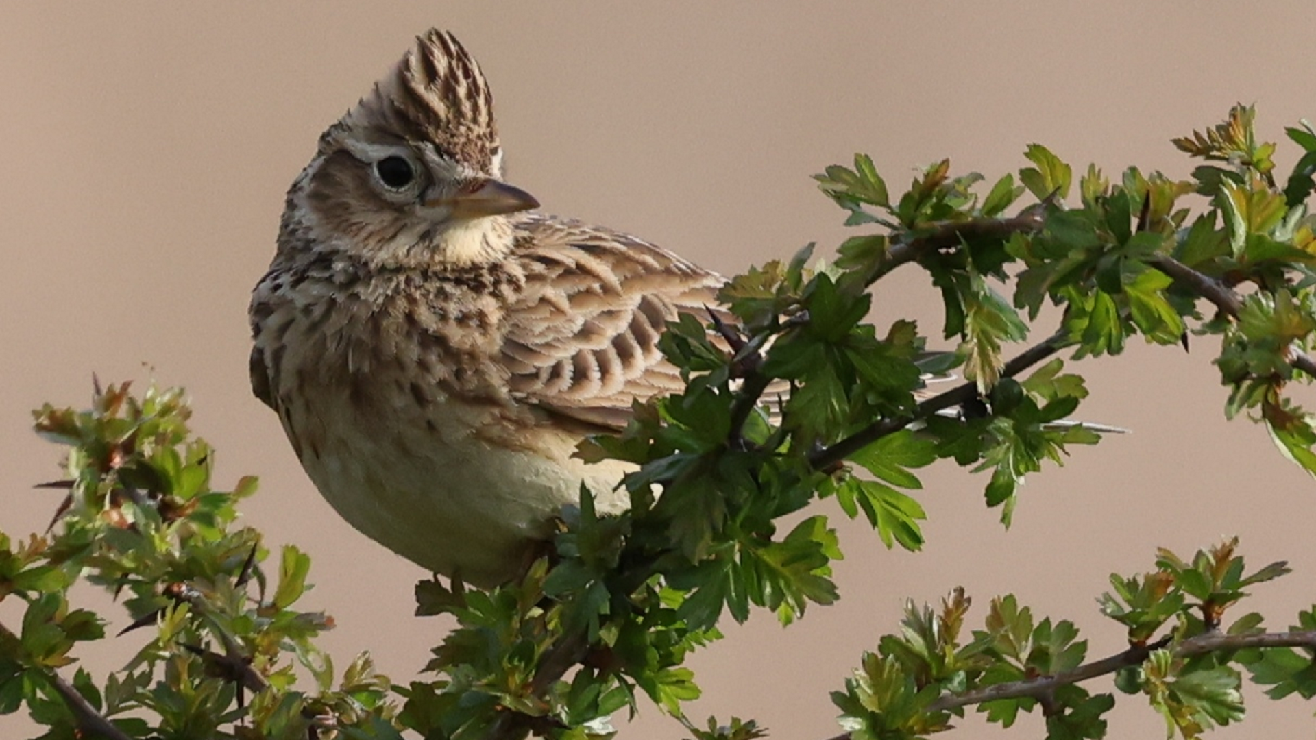 Redwing