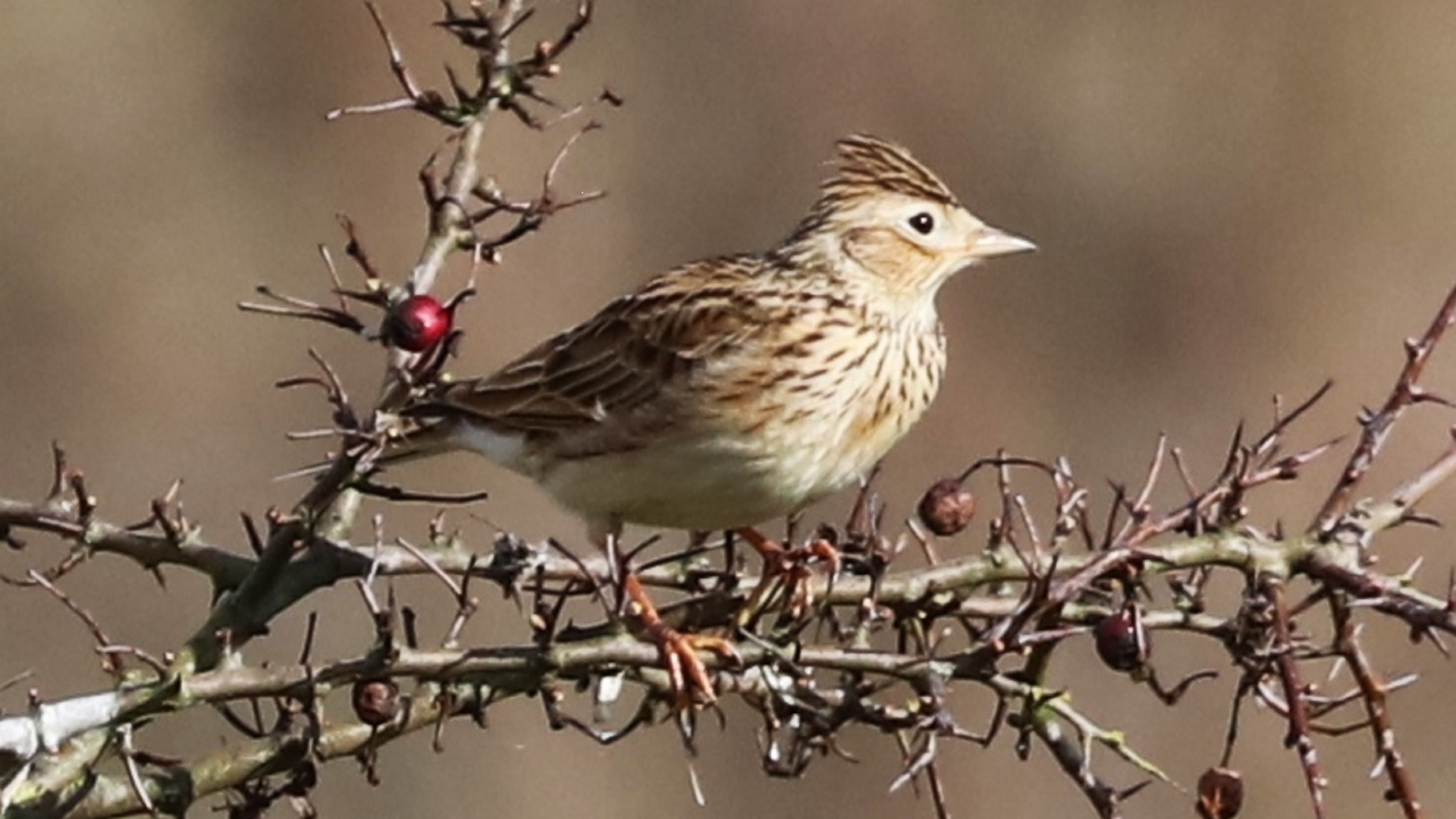Redwing