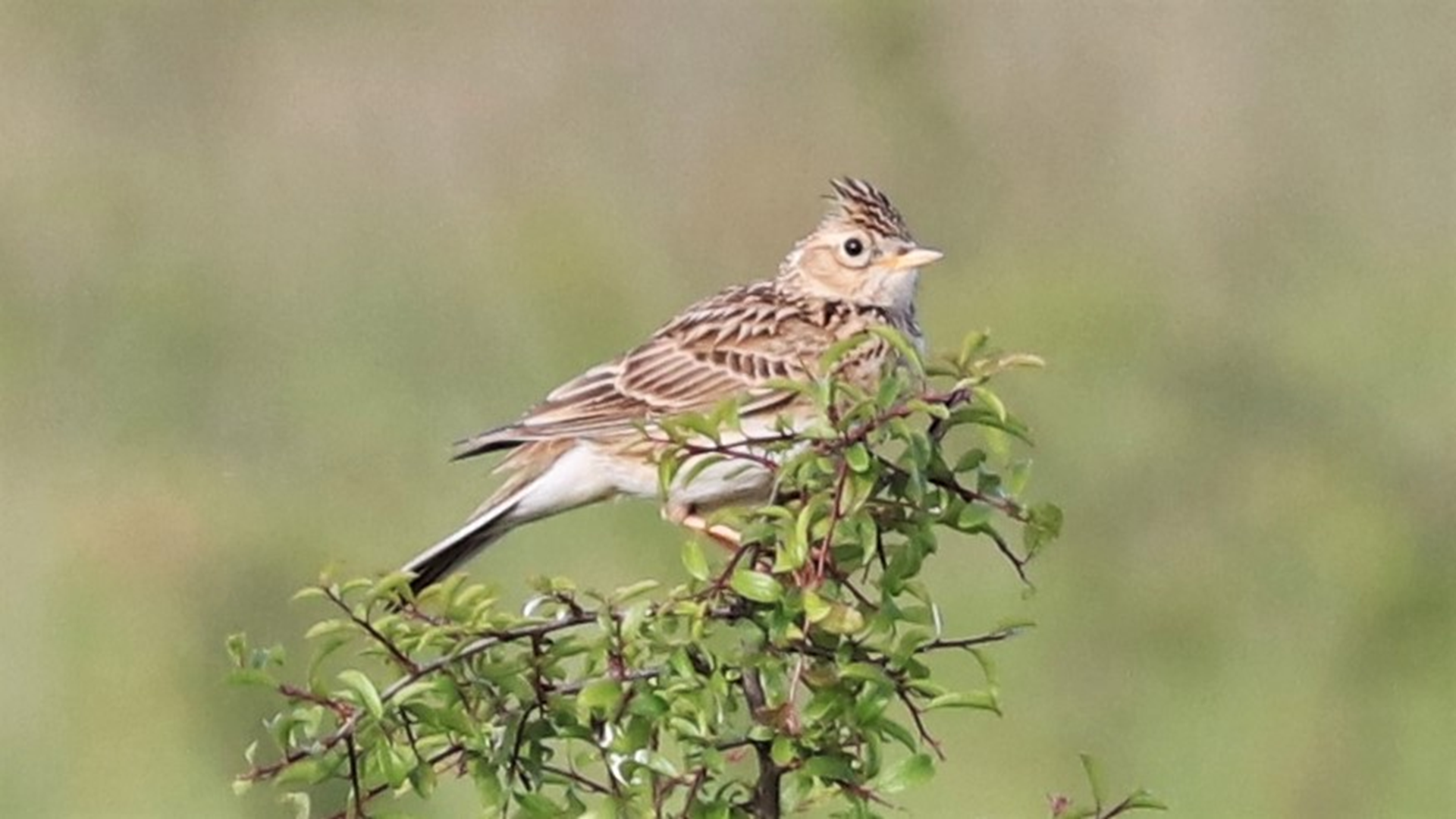 Redwing