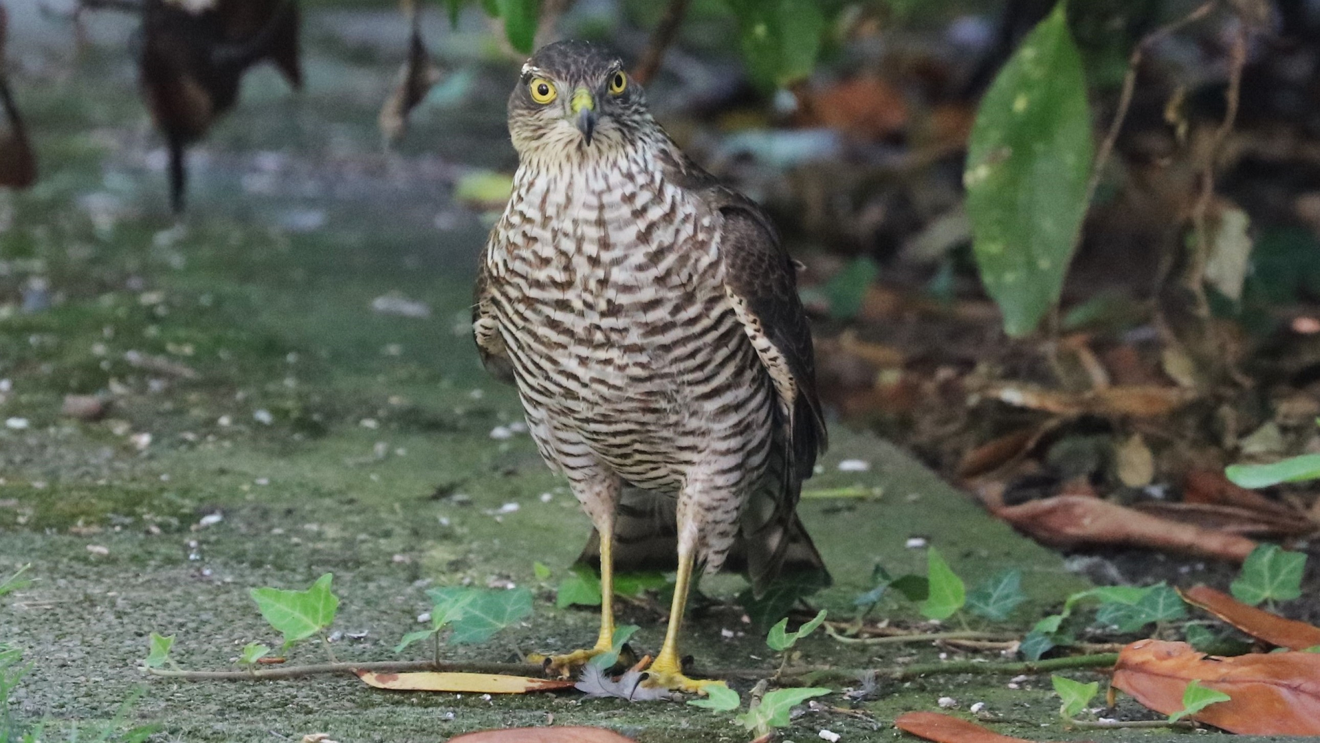 Redwing