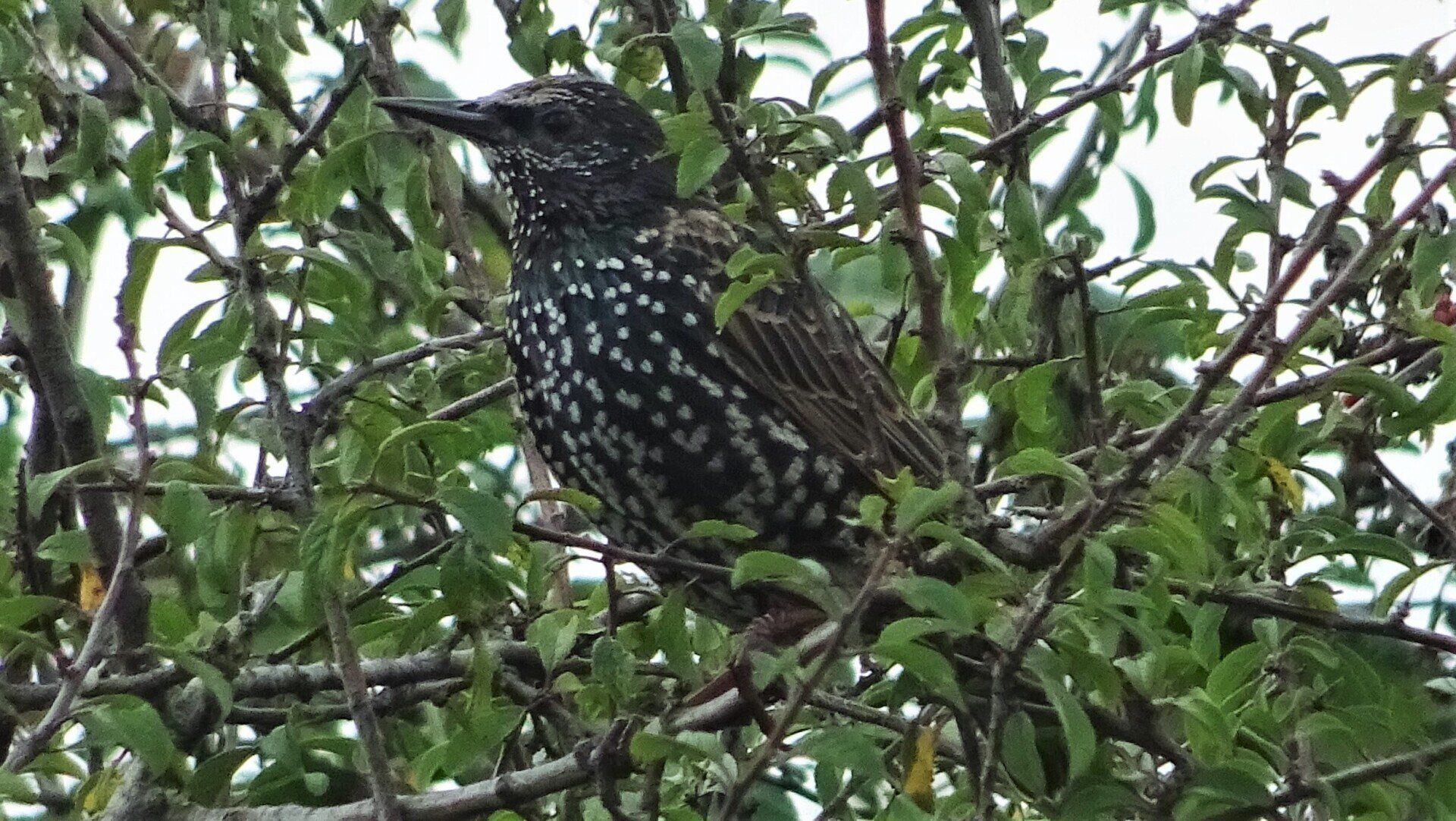 Redwing