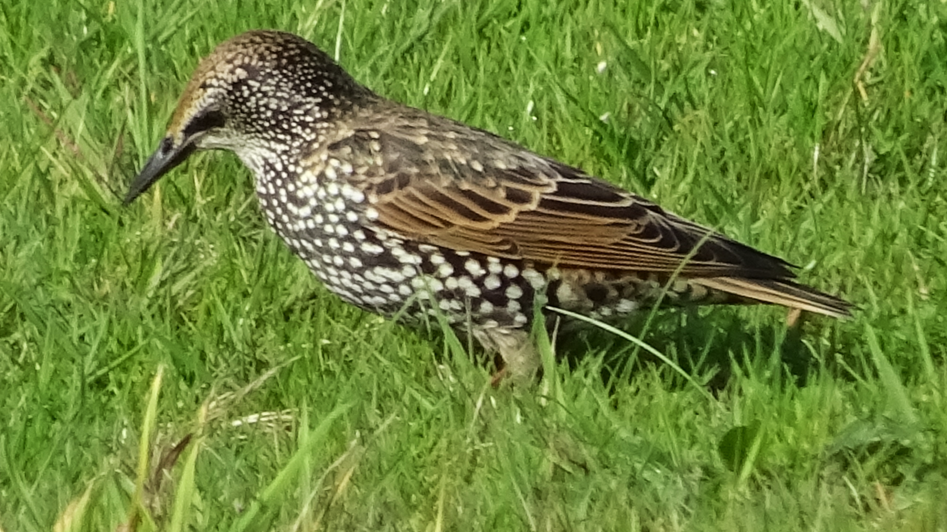Redwing