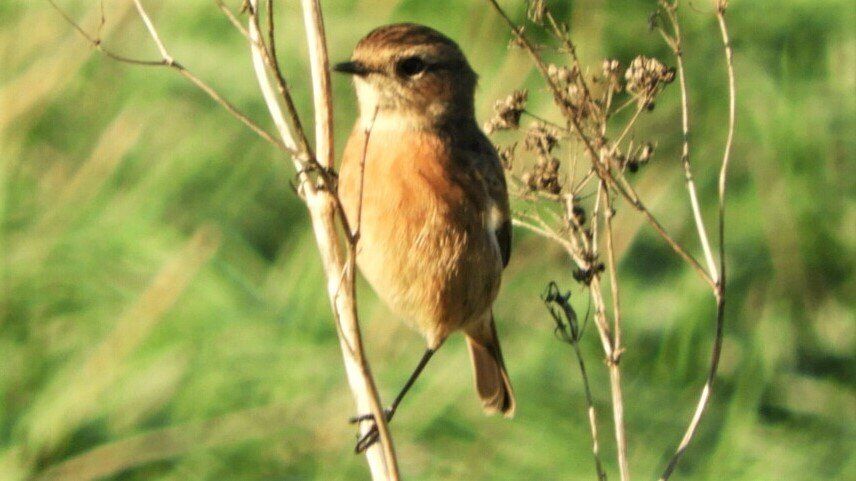 Redwing