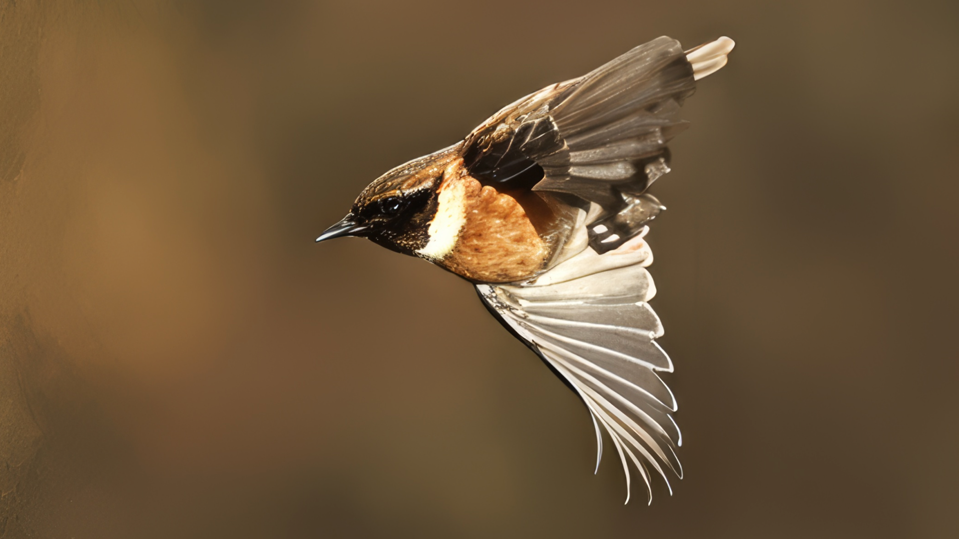 Redwing