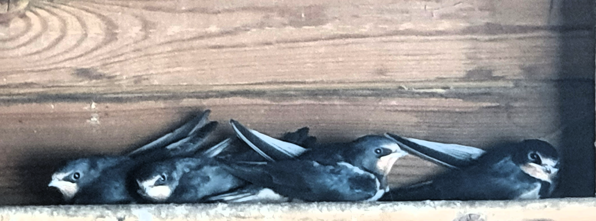 Redwing