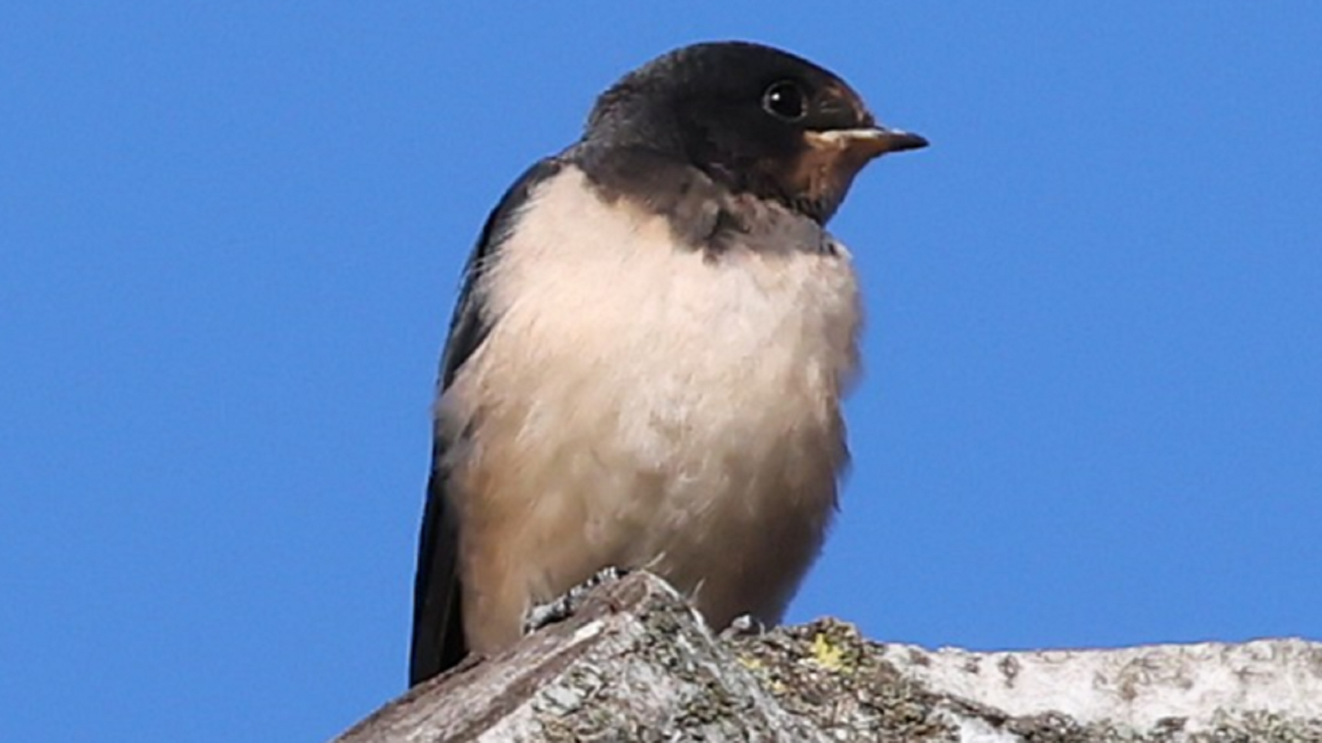 Redwing