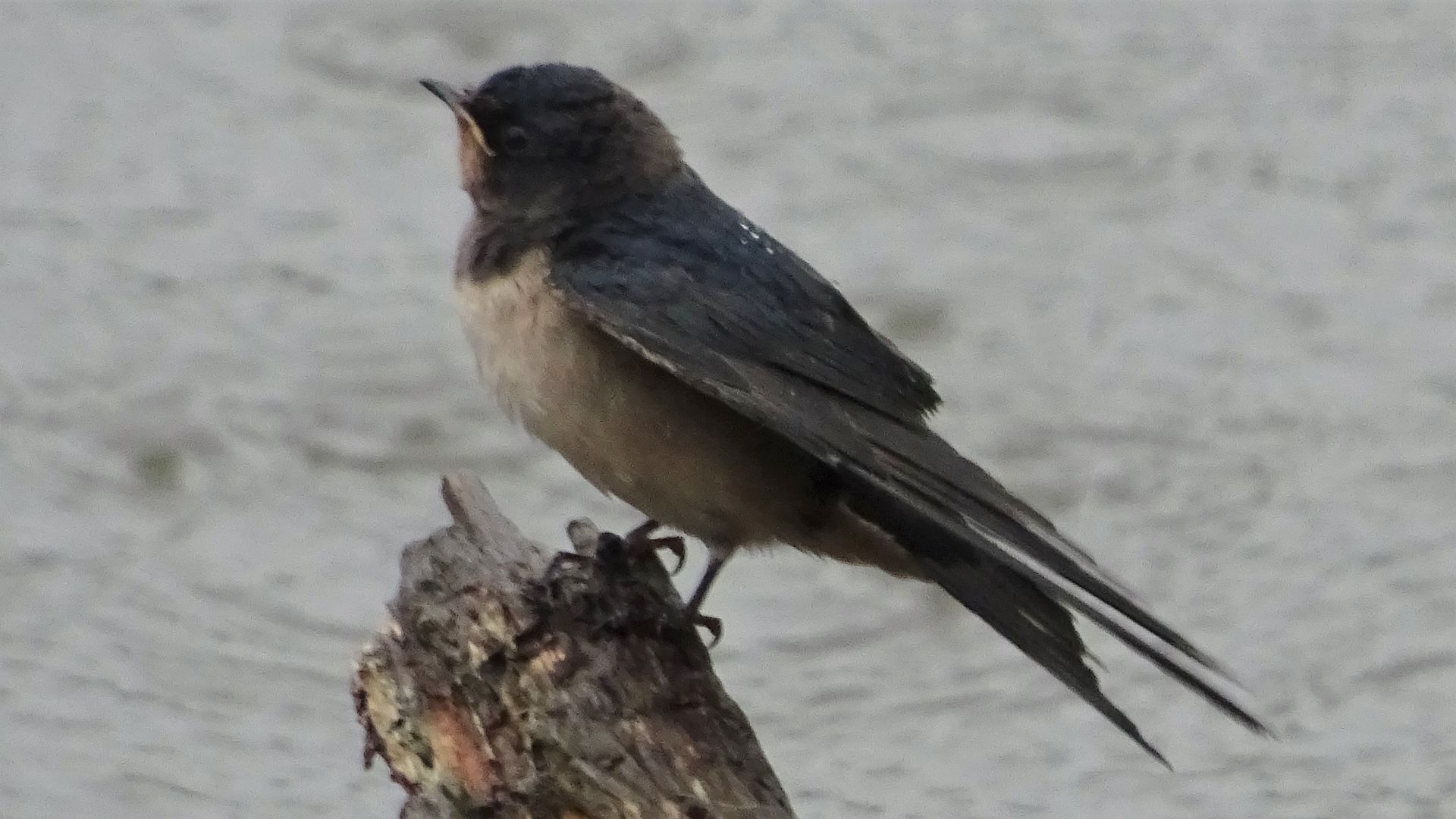 Redwing