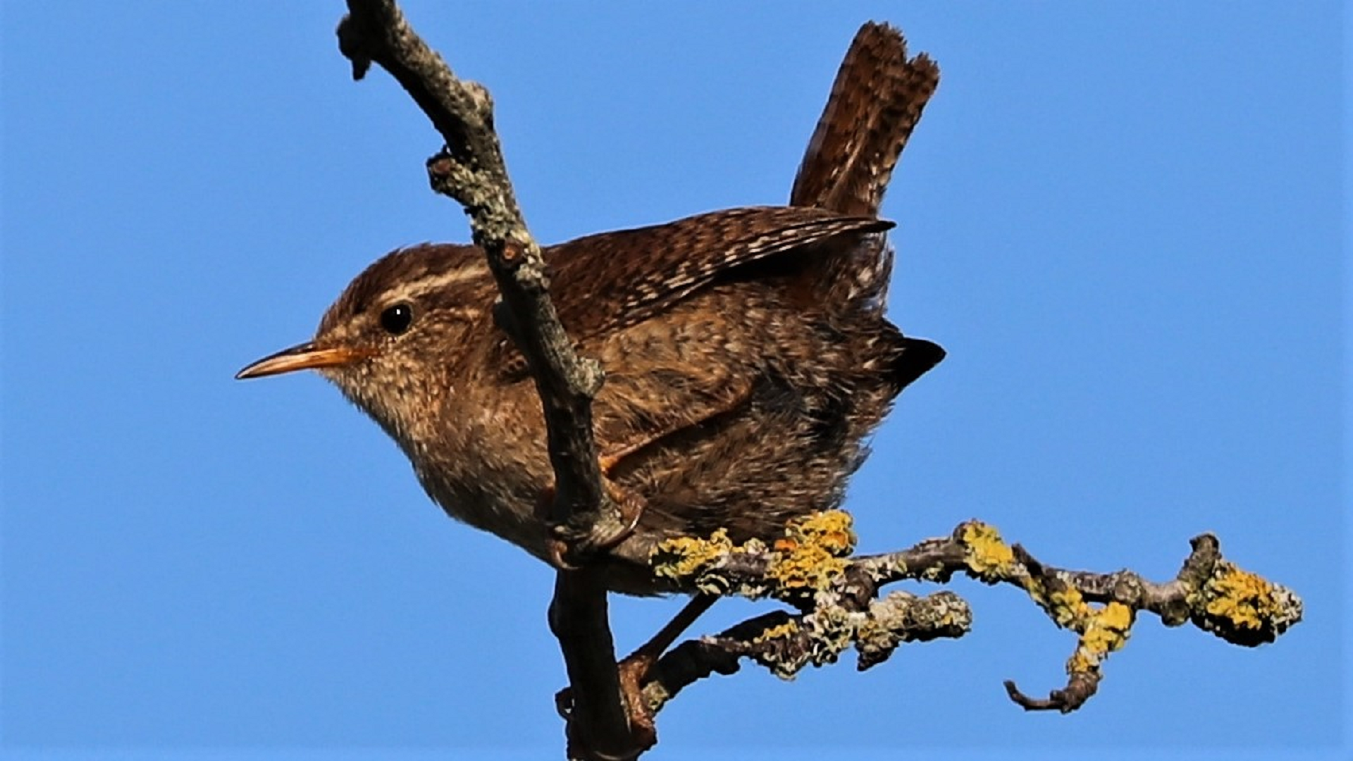Redwing