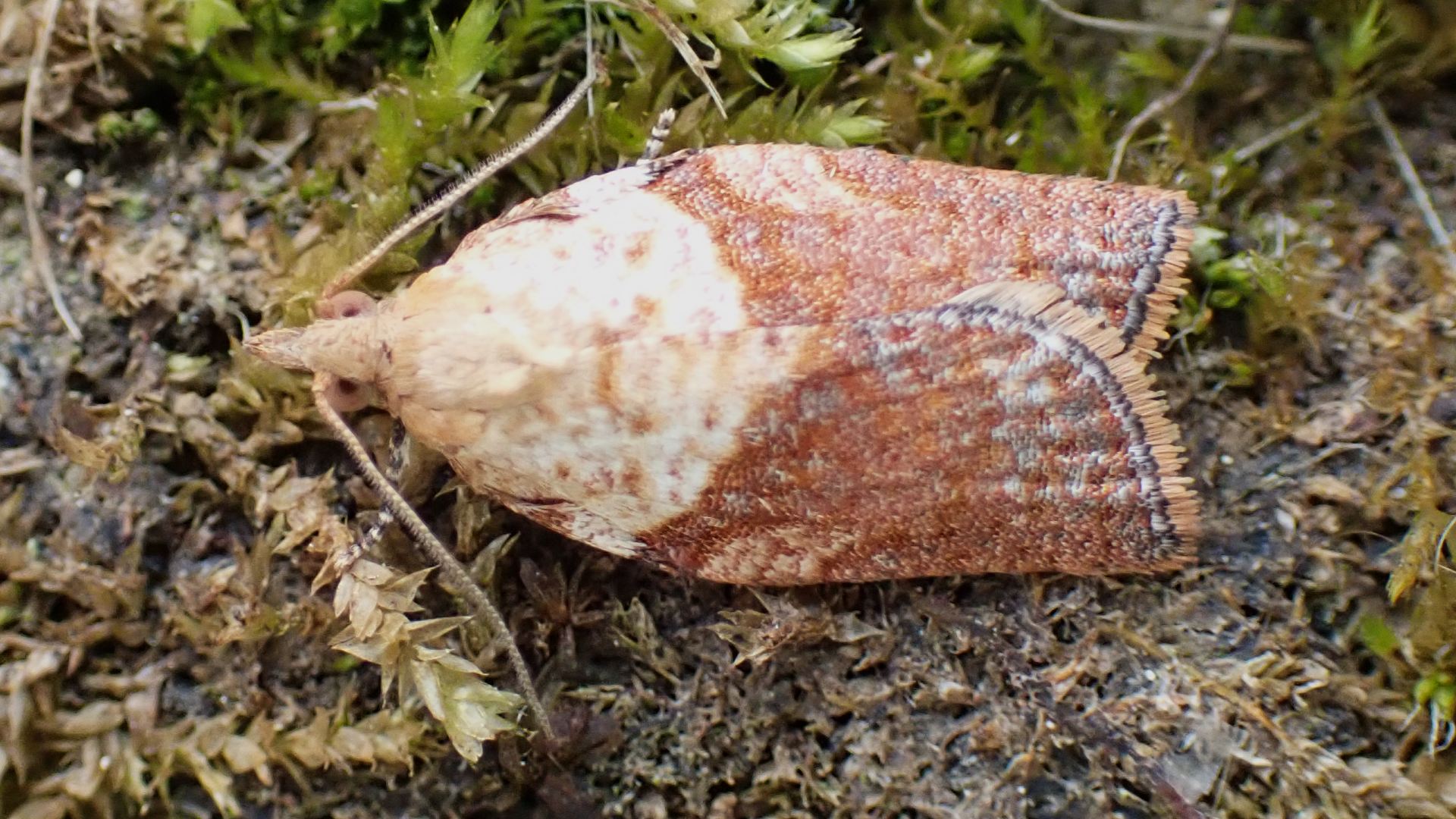 Common Toad
Bufo bufo