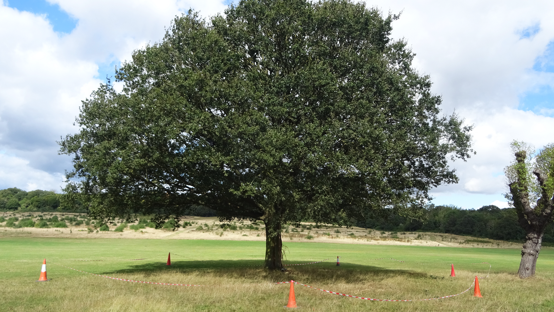 FAIRLOP OAK
DANIEL DAY
FAIRLOP FAIR
HAINAULT FOREST
