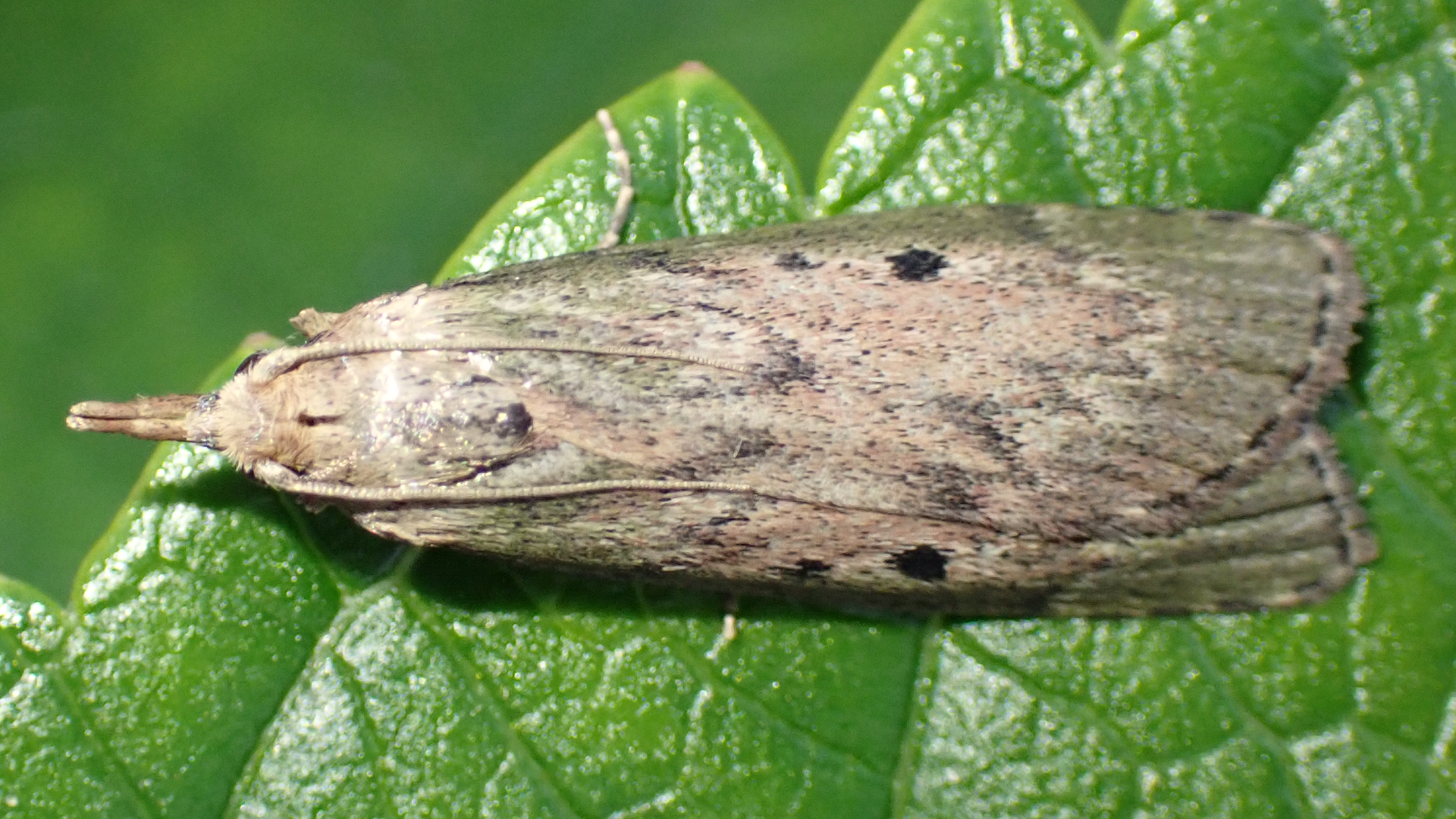 Common Toad
Bufo bufo