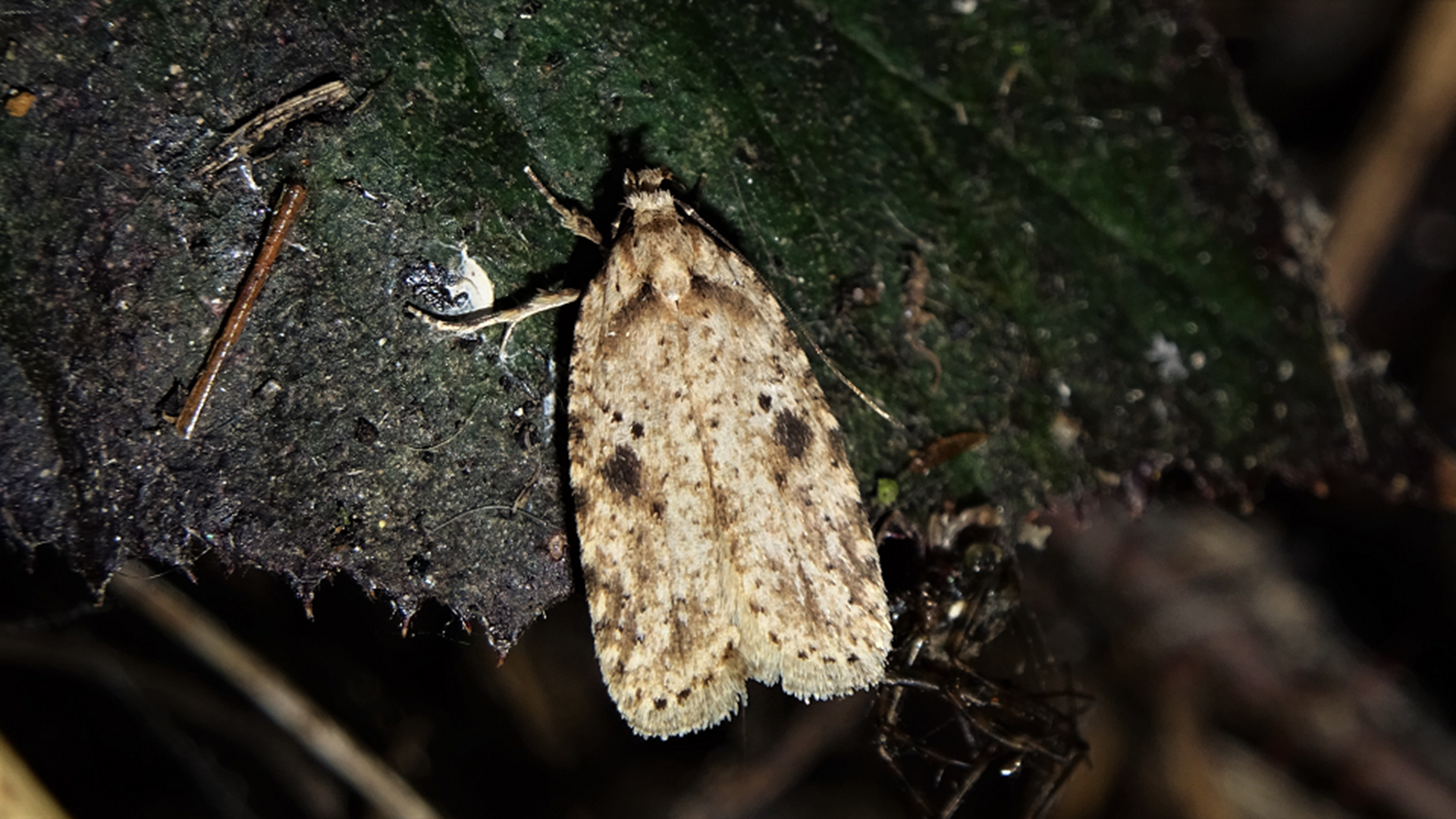 Common Toad
Bufo bufo