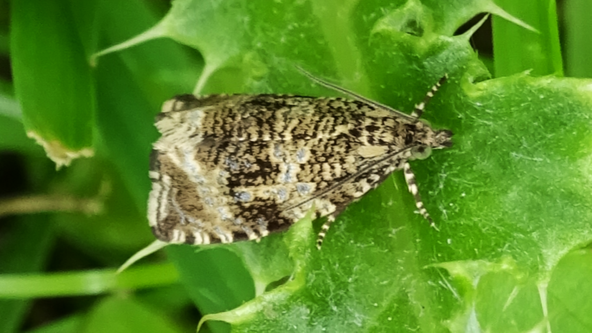 Common Toad
Bufo bufo