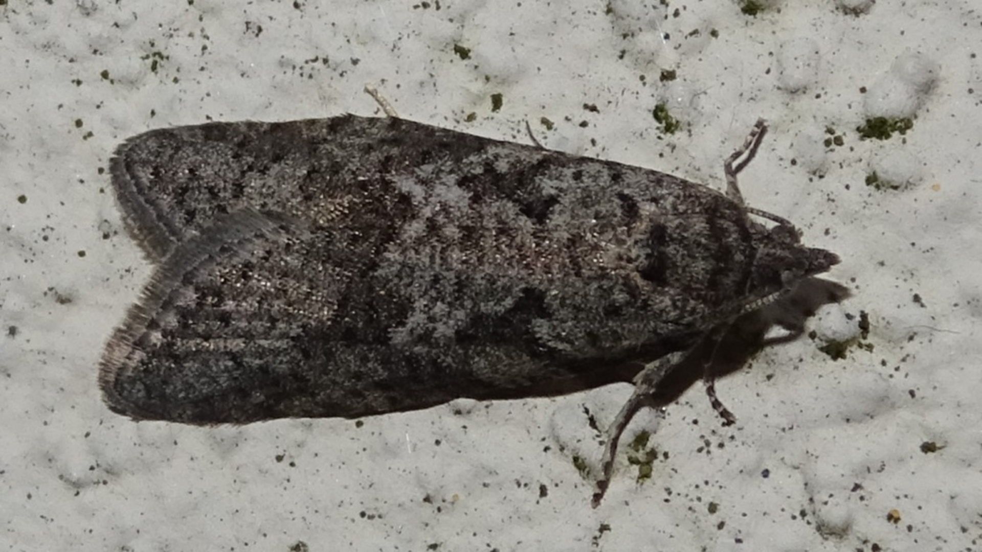 Common Toad
Bufo bufo