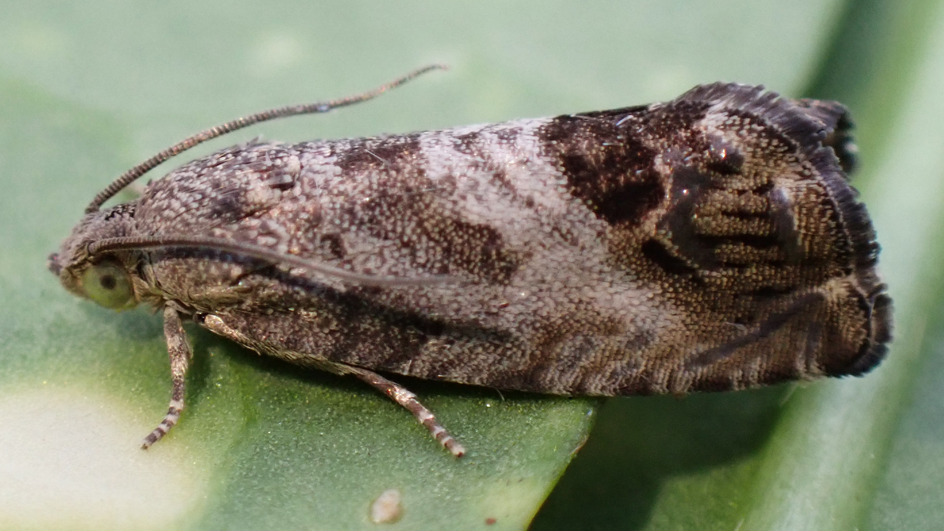 Common Toad
Bufo bufo