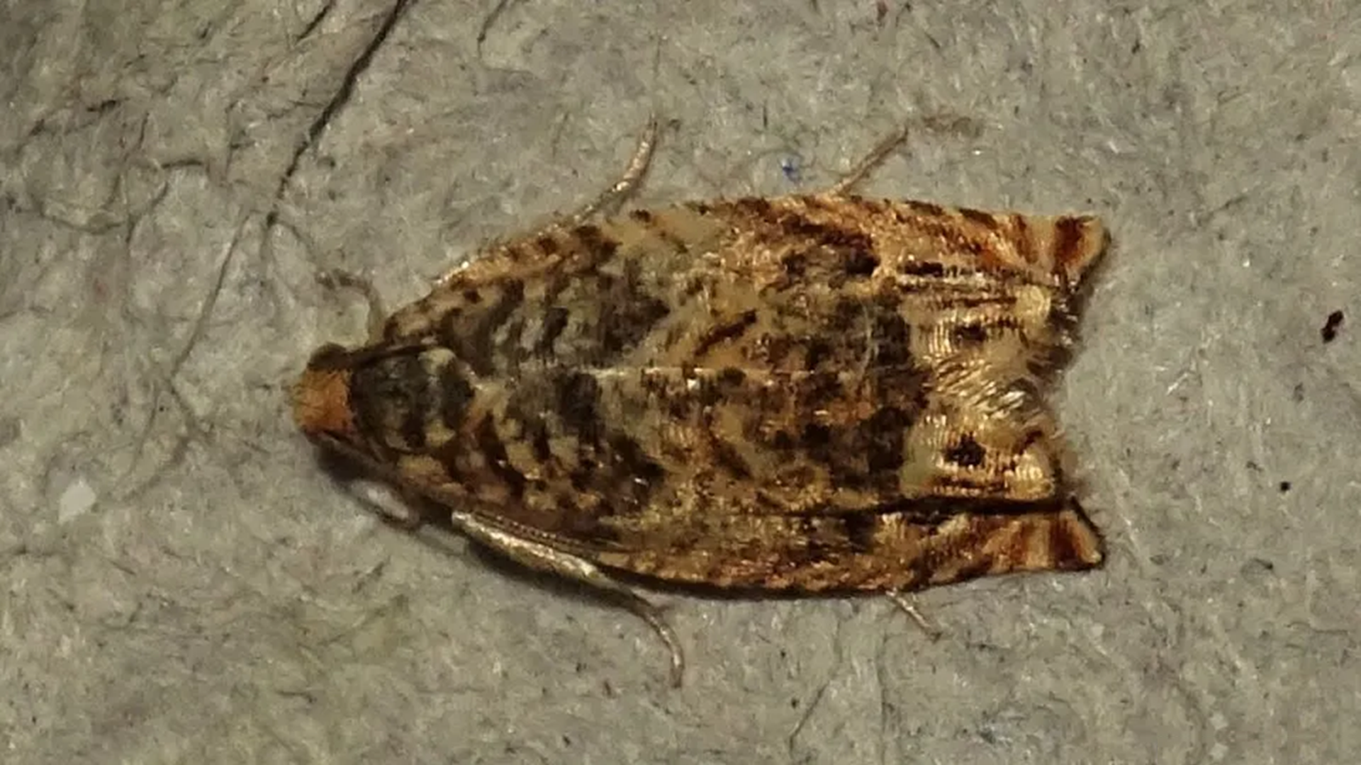 Common Toad
Bufo bufo