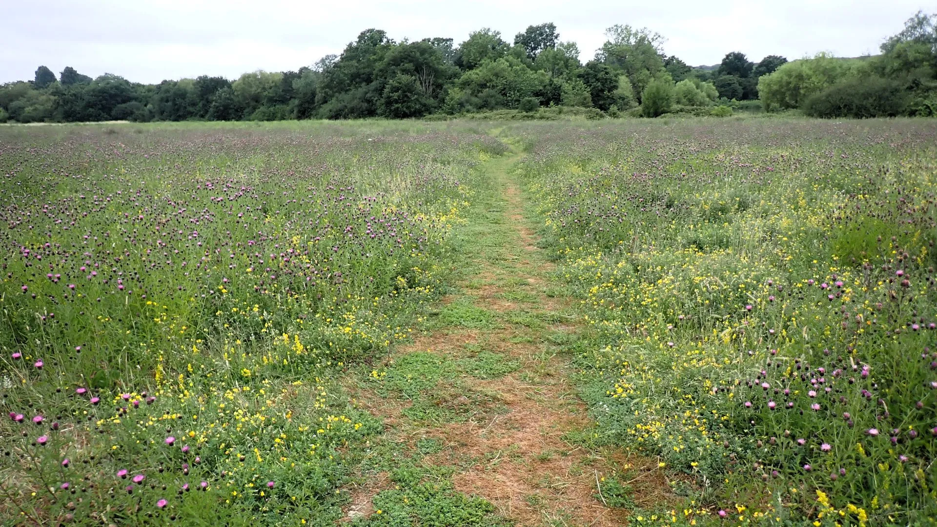 FAIRLOP OAK
DANIEL DAY
FAIRLOP FAIR
HAINAULT FOREST