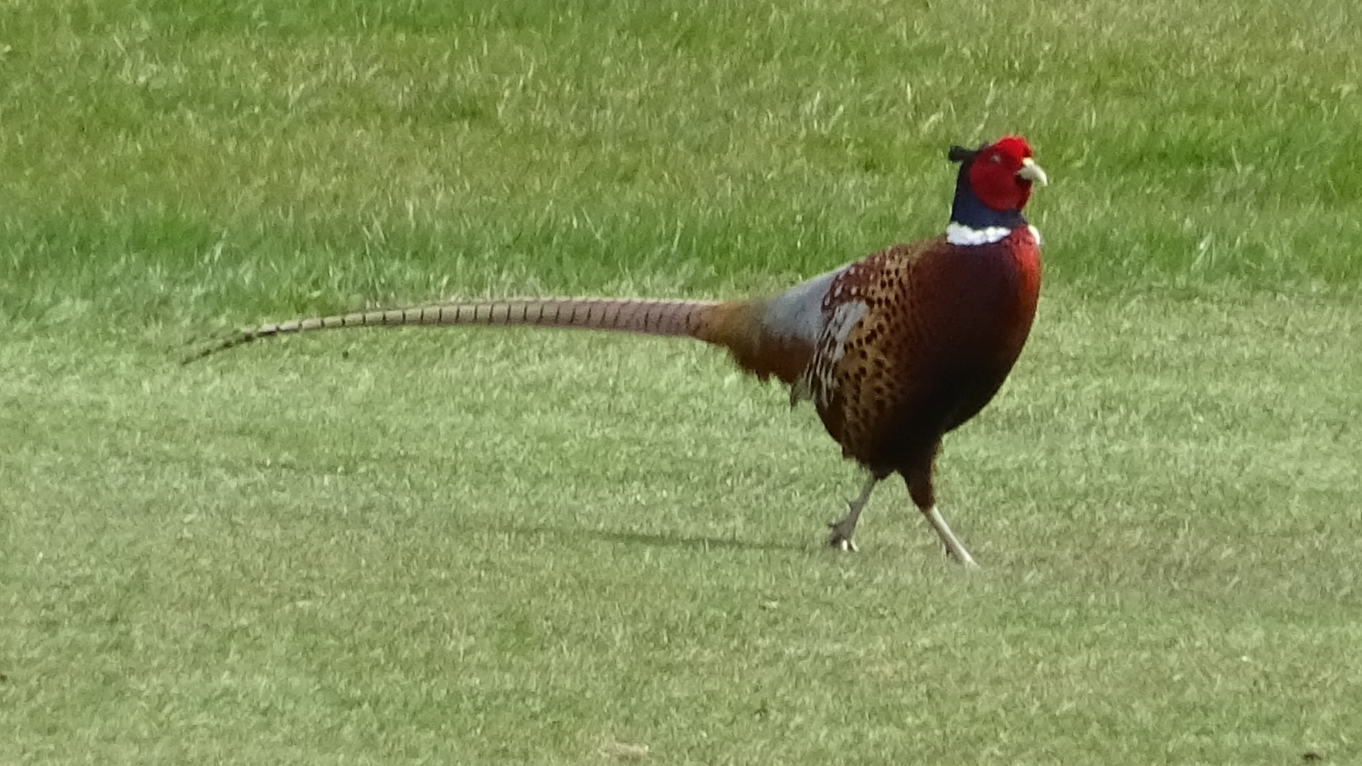 Redwing
