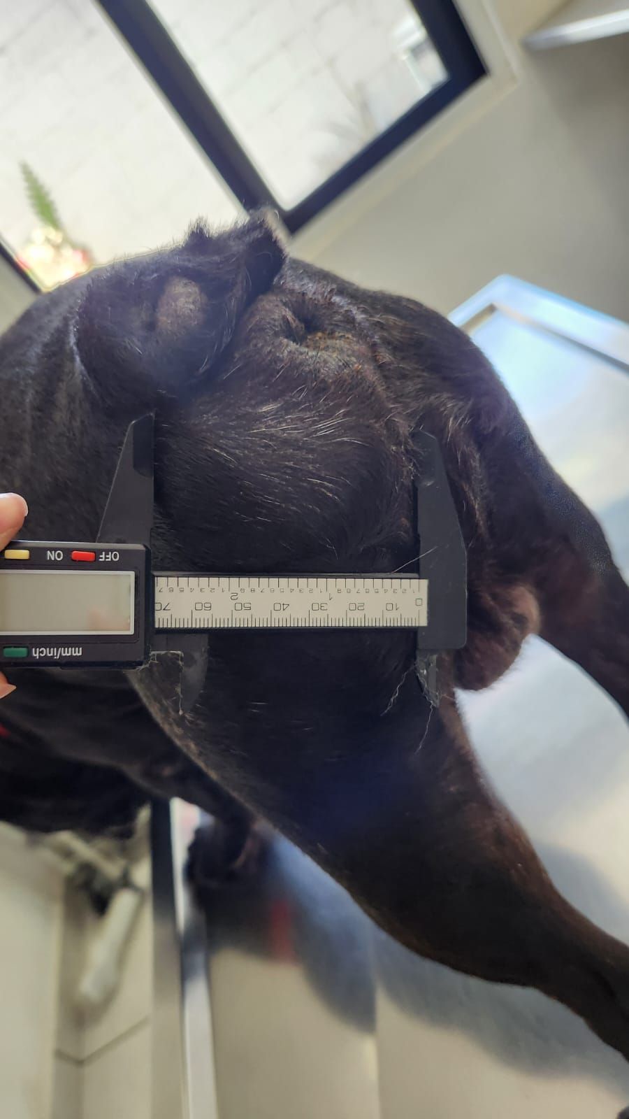 KORA VETERINARIA