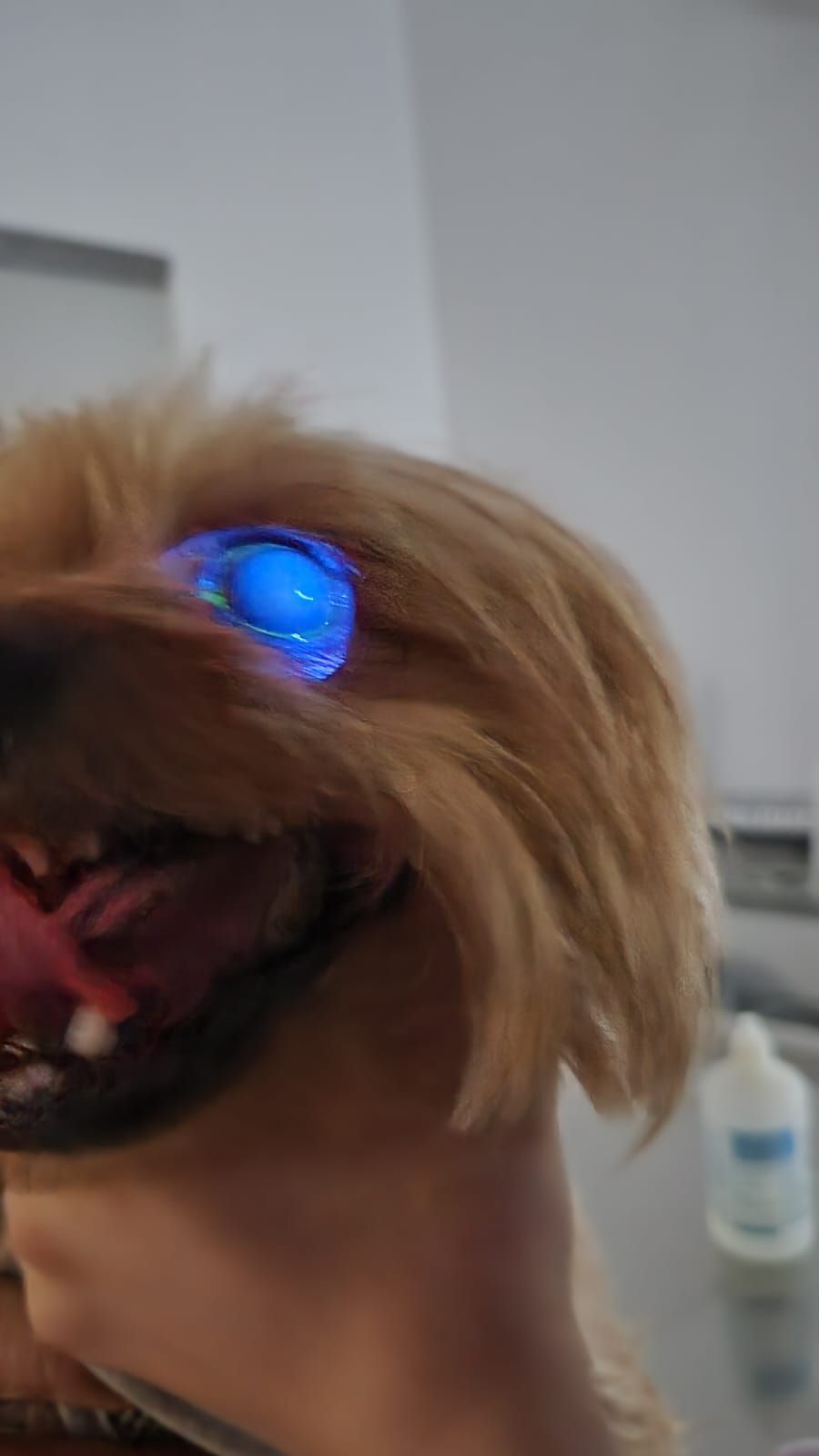 KORA VETERINARIA