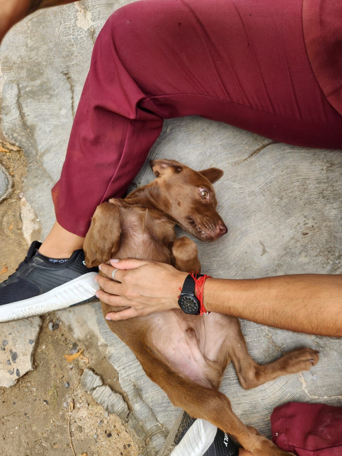 KORA VETERINARIA